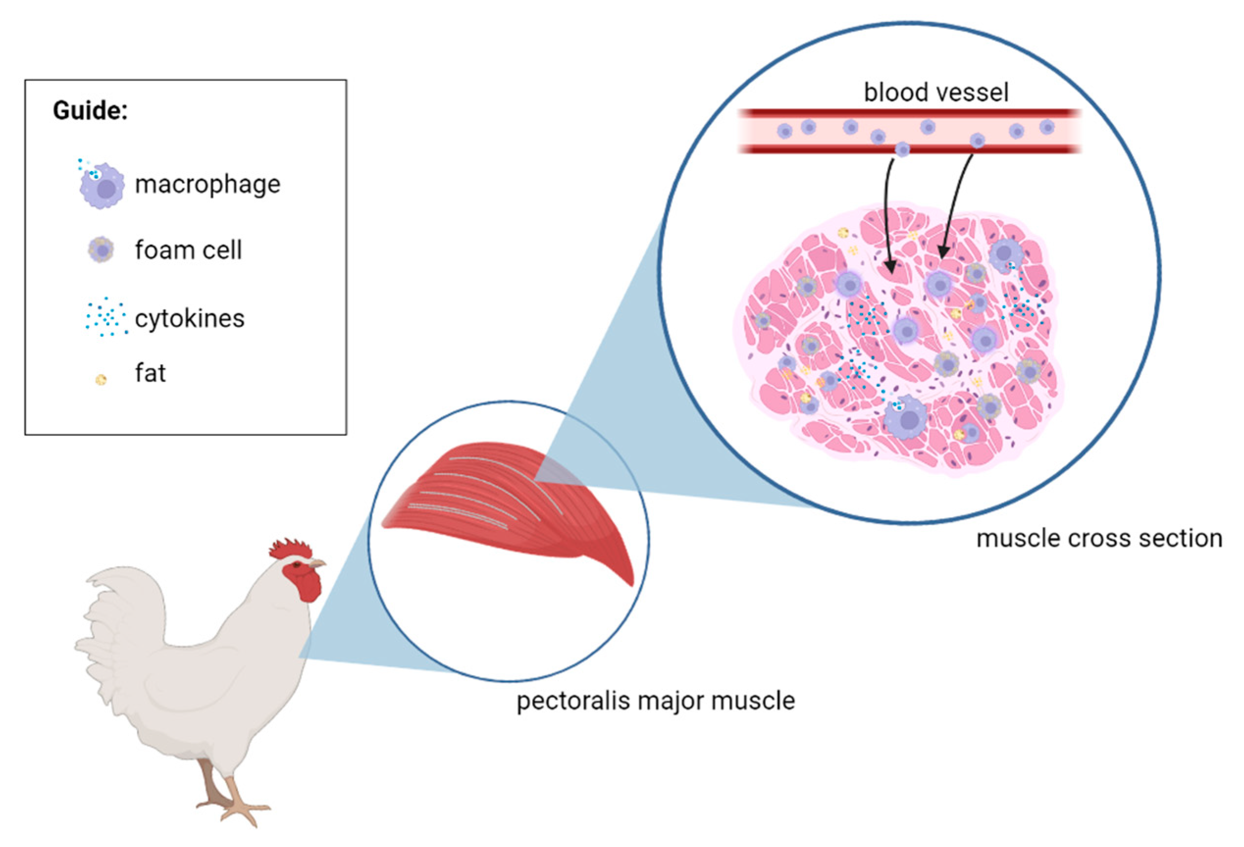 Poultry Free FullText Broiler White Striping A Review of Its Etiology, Effects on