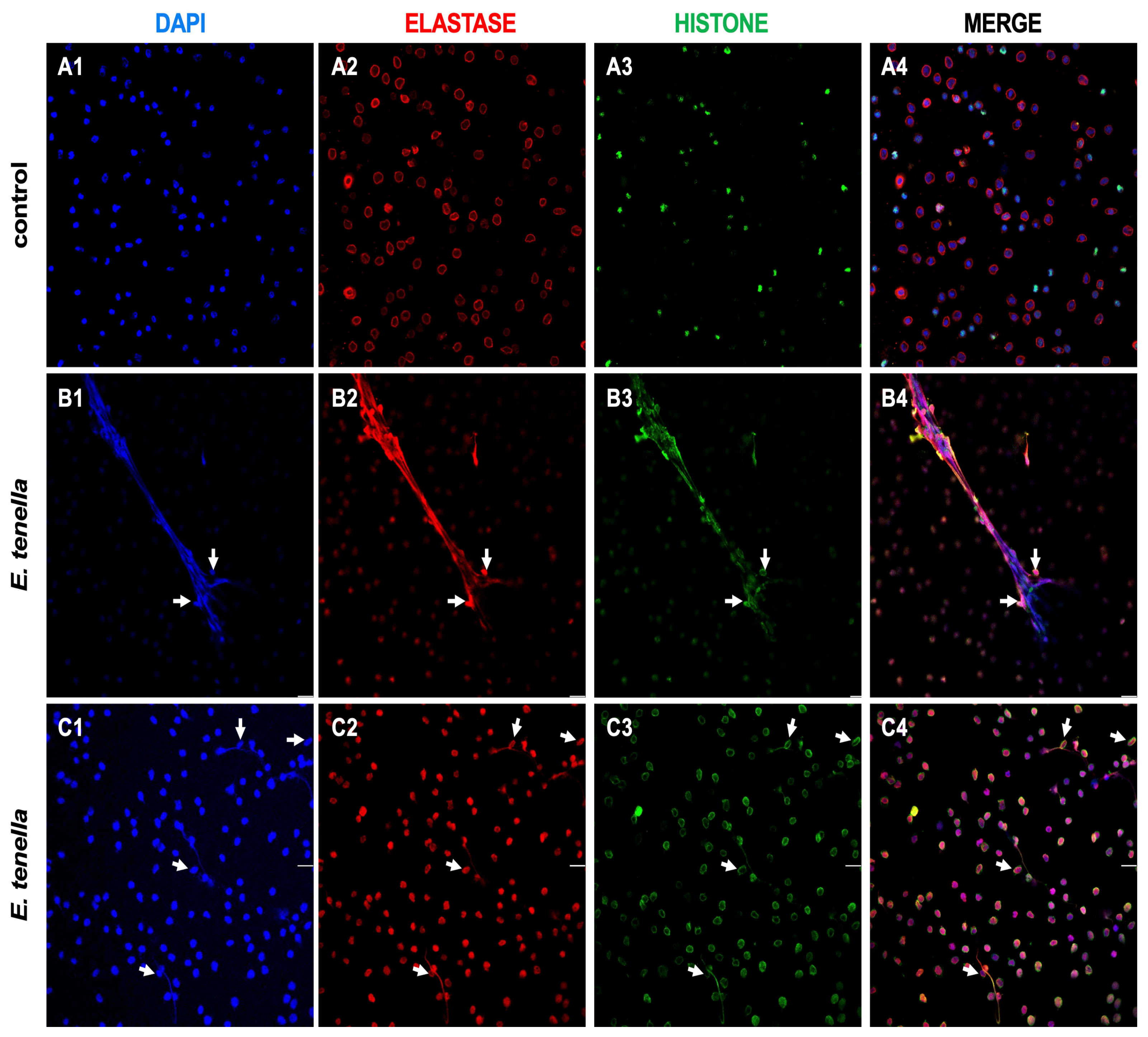 Poultry 03 00024 g002 Poultry 03 00024 g002