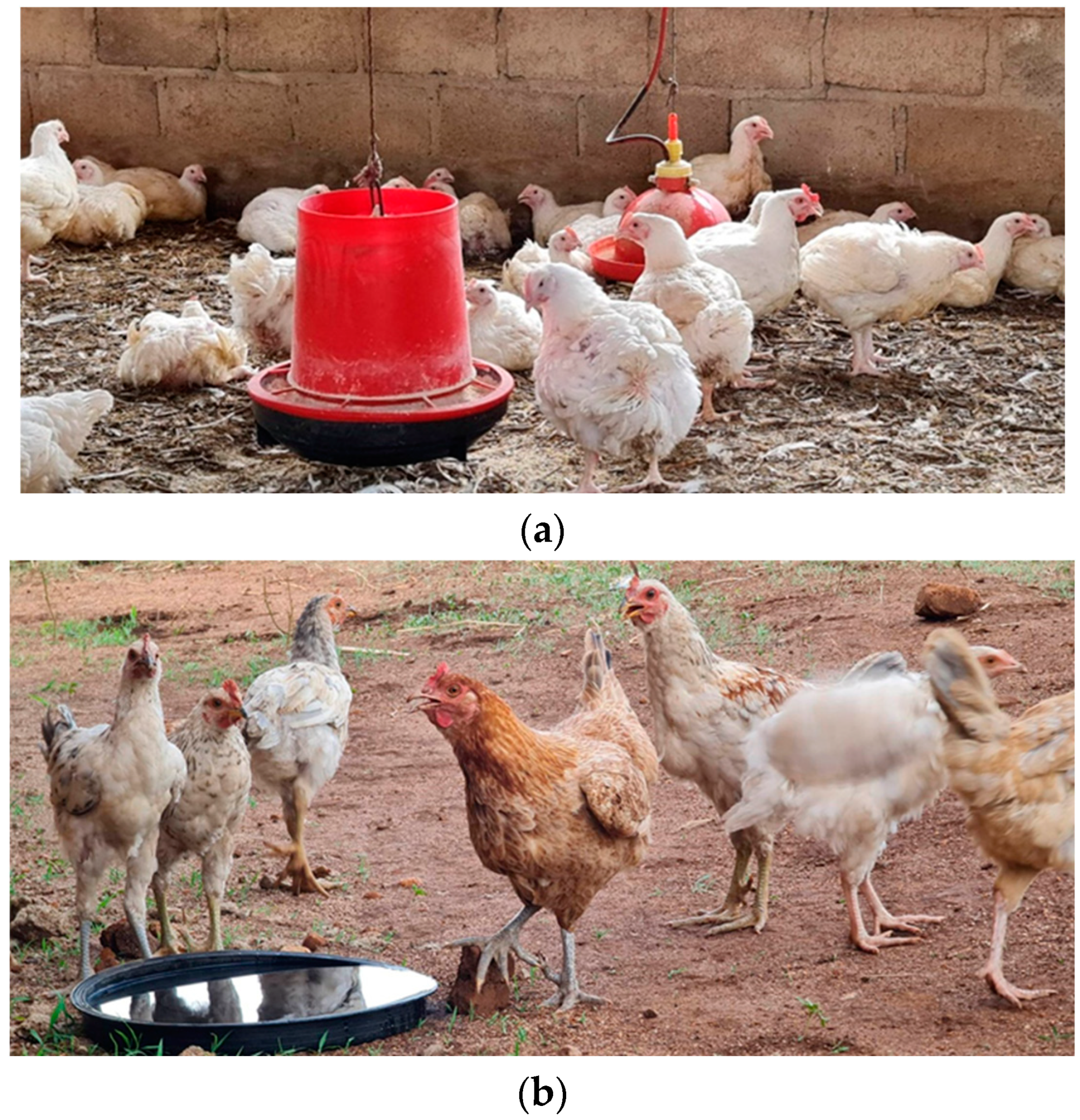 Poultry 03 00029 g001