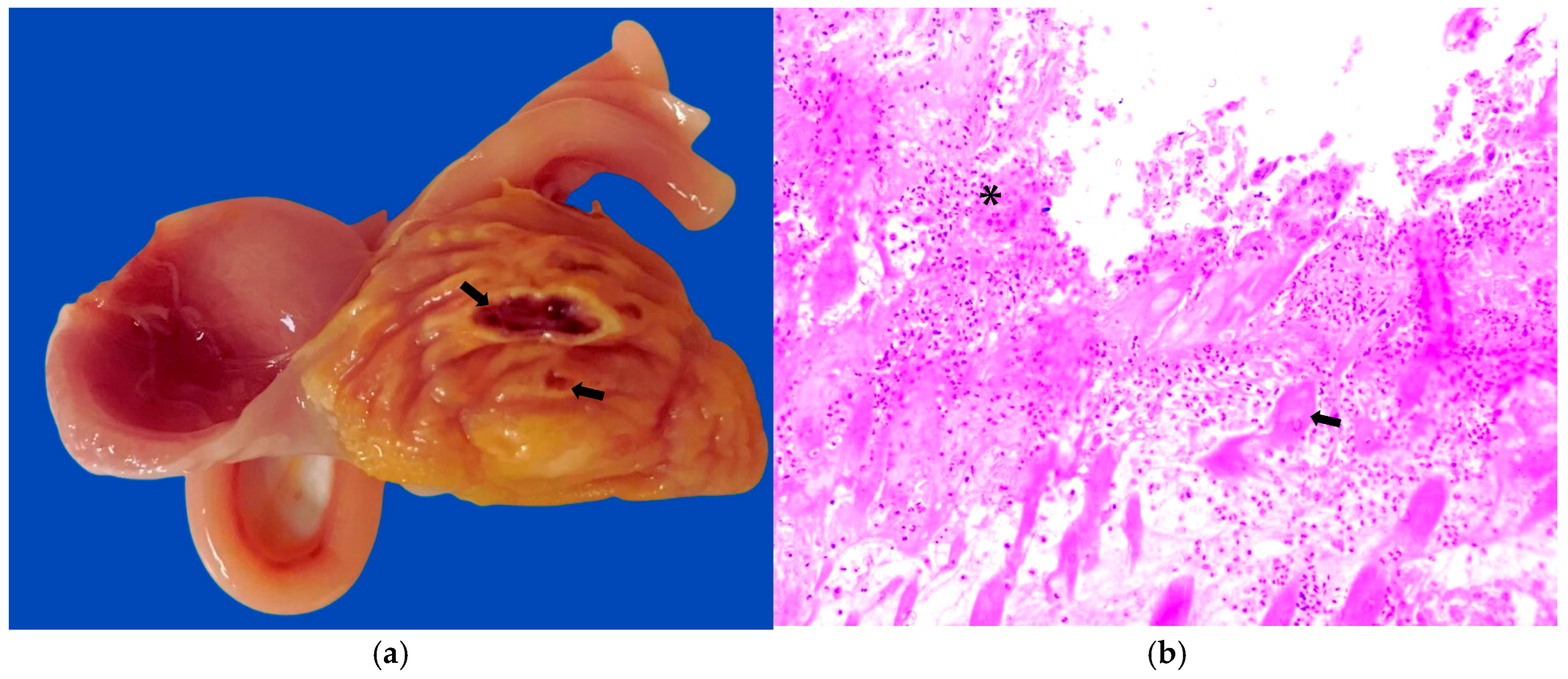 Poultry 03 00031 g002 Poultry 03 00031 g002