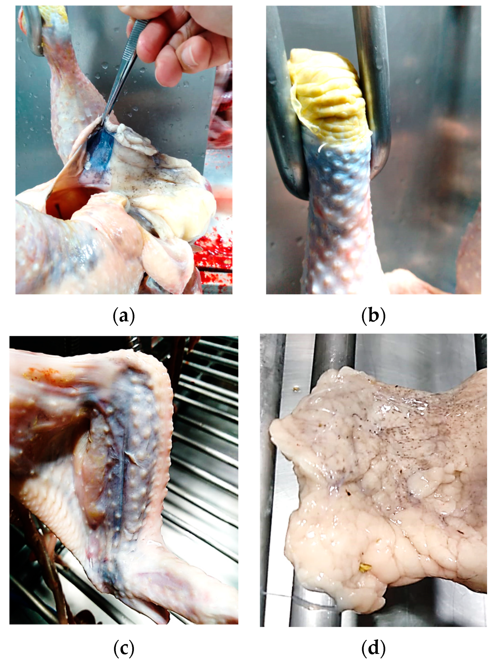 Poultry 03 00033 g001 Poultry 03 00033 g001