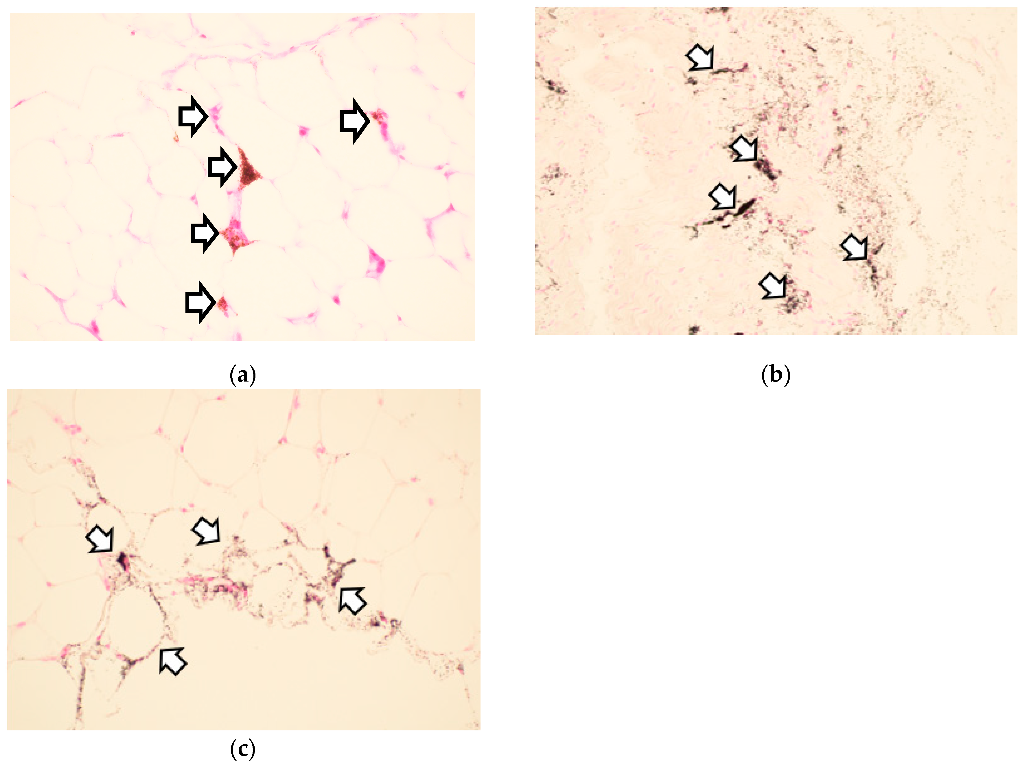 Poultry 03 00033 g002 Poultry 03 00033 g002