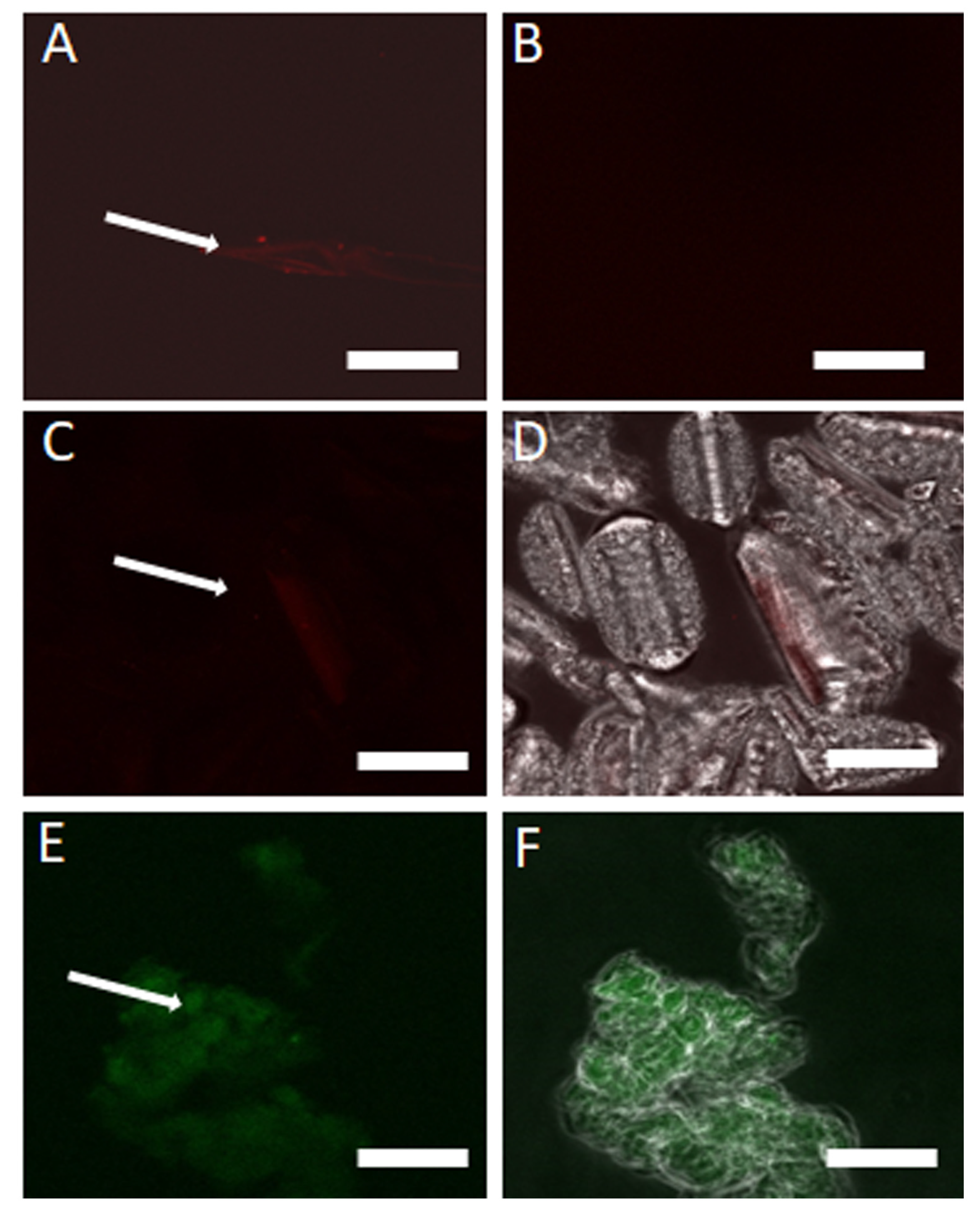 Poultry 04 00014 g005