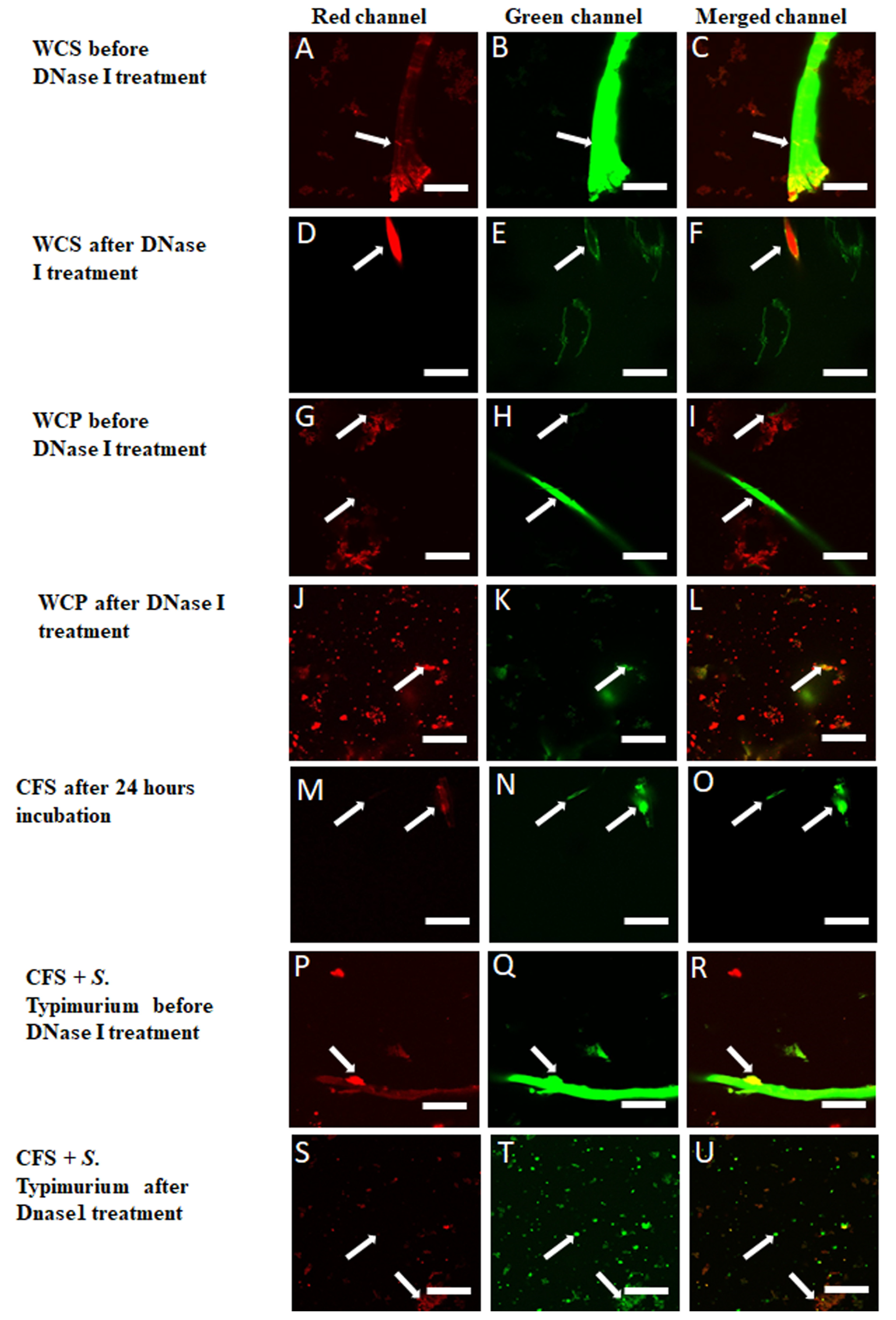 Poultry 04 00014 g006