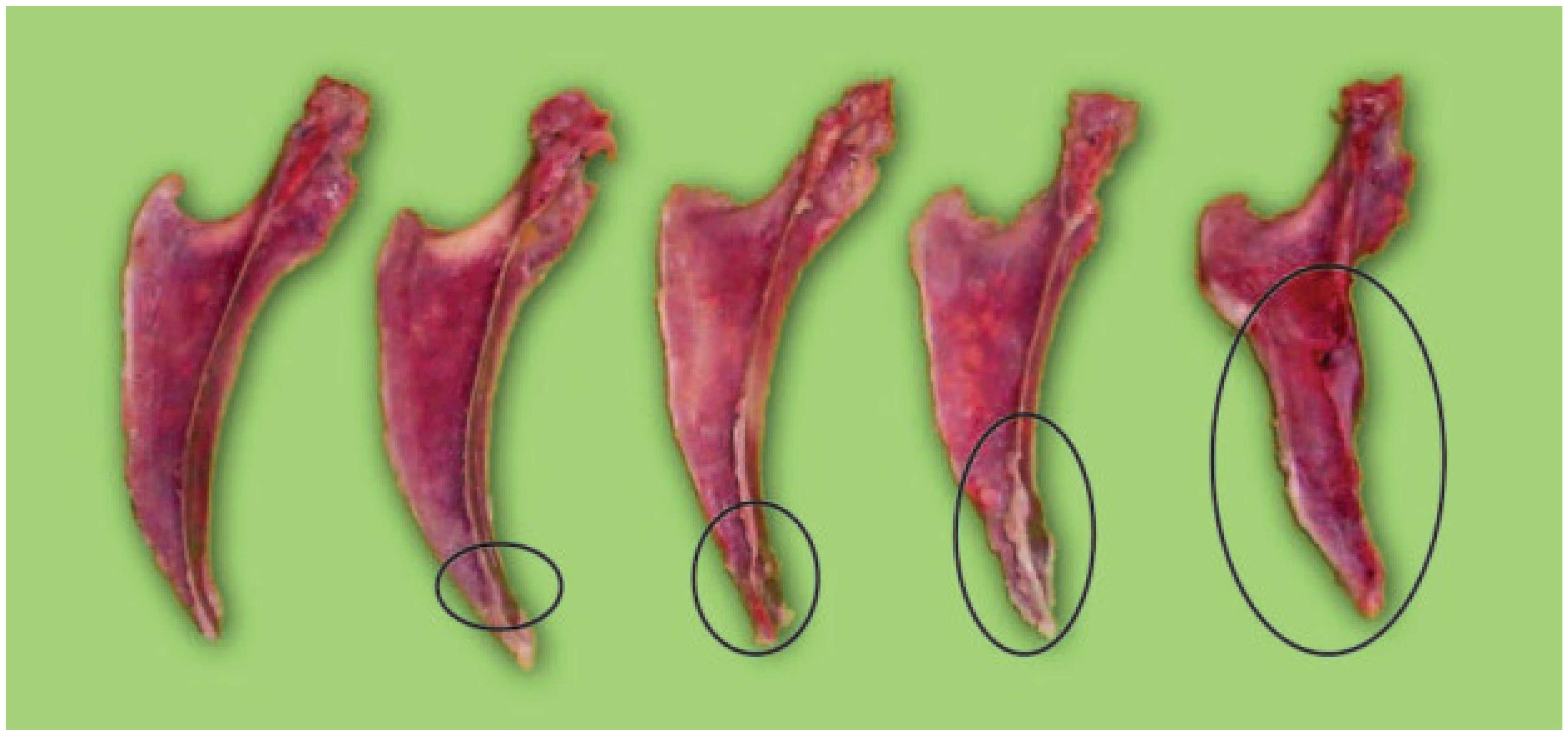 Poultry 05 00041 g001