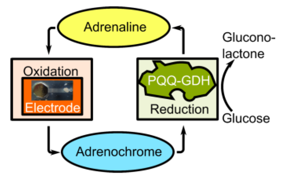 Proceedings 01 00506 g001 550