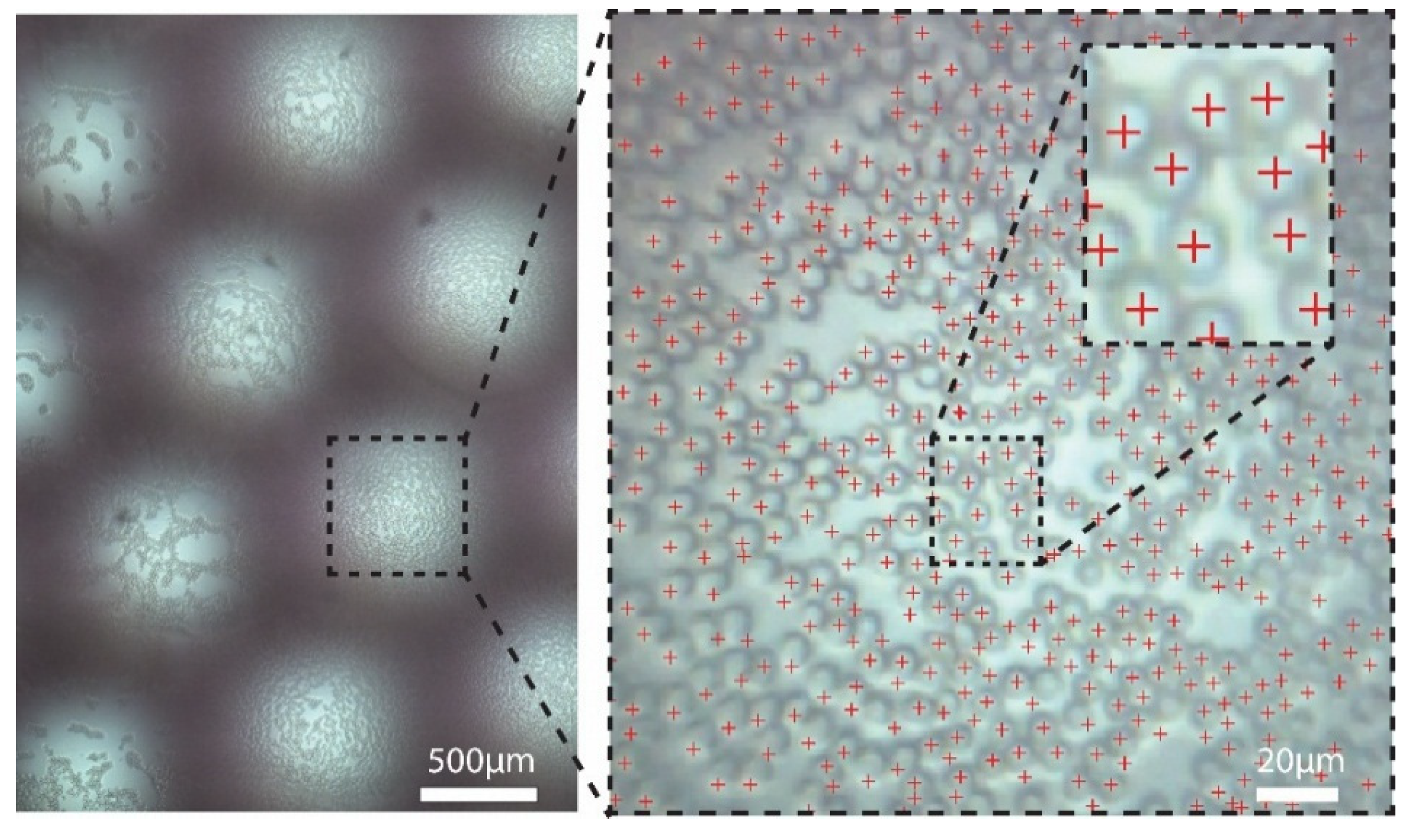 Proceedings 01 00548 g004