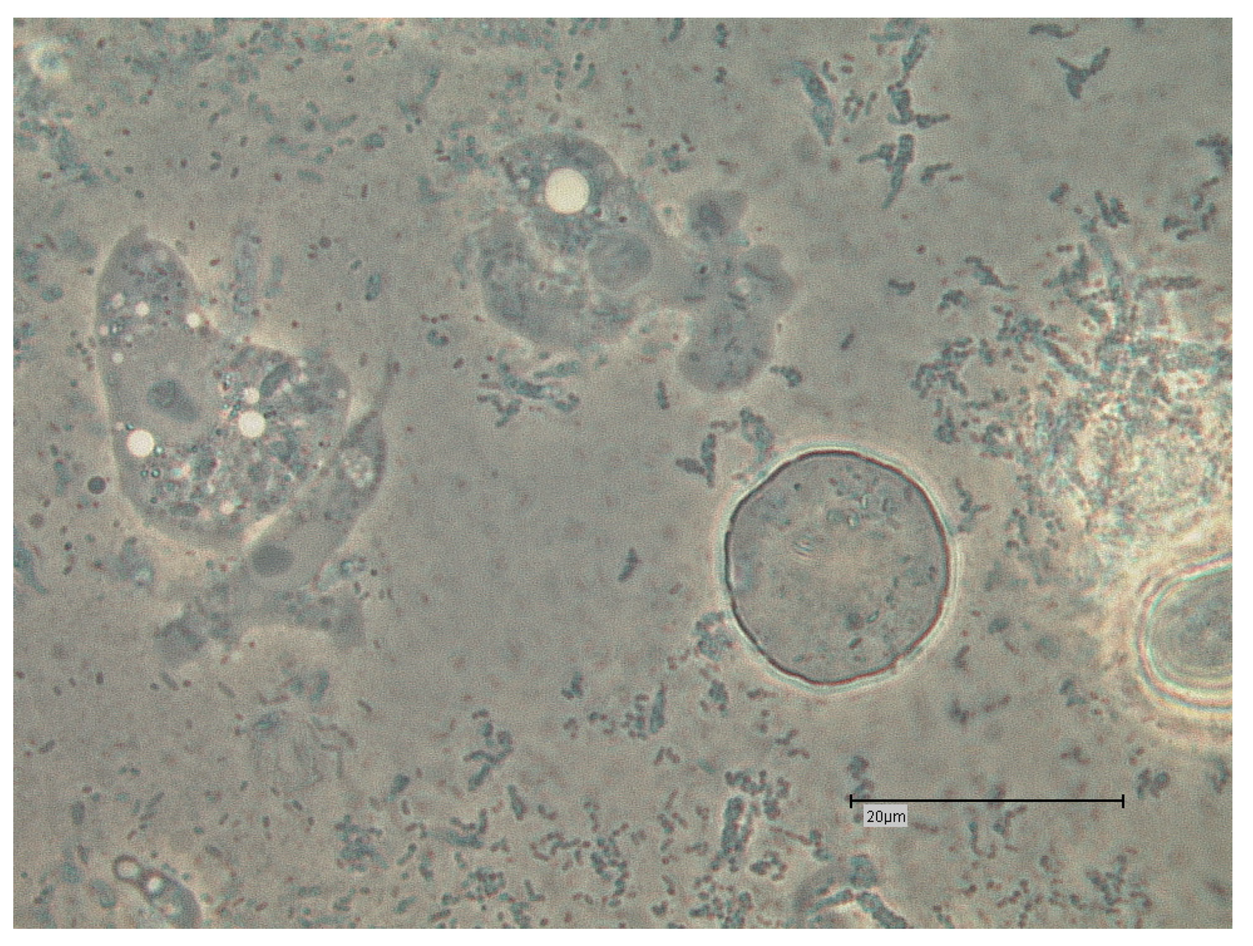 Proceedings 02 00692 g004