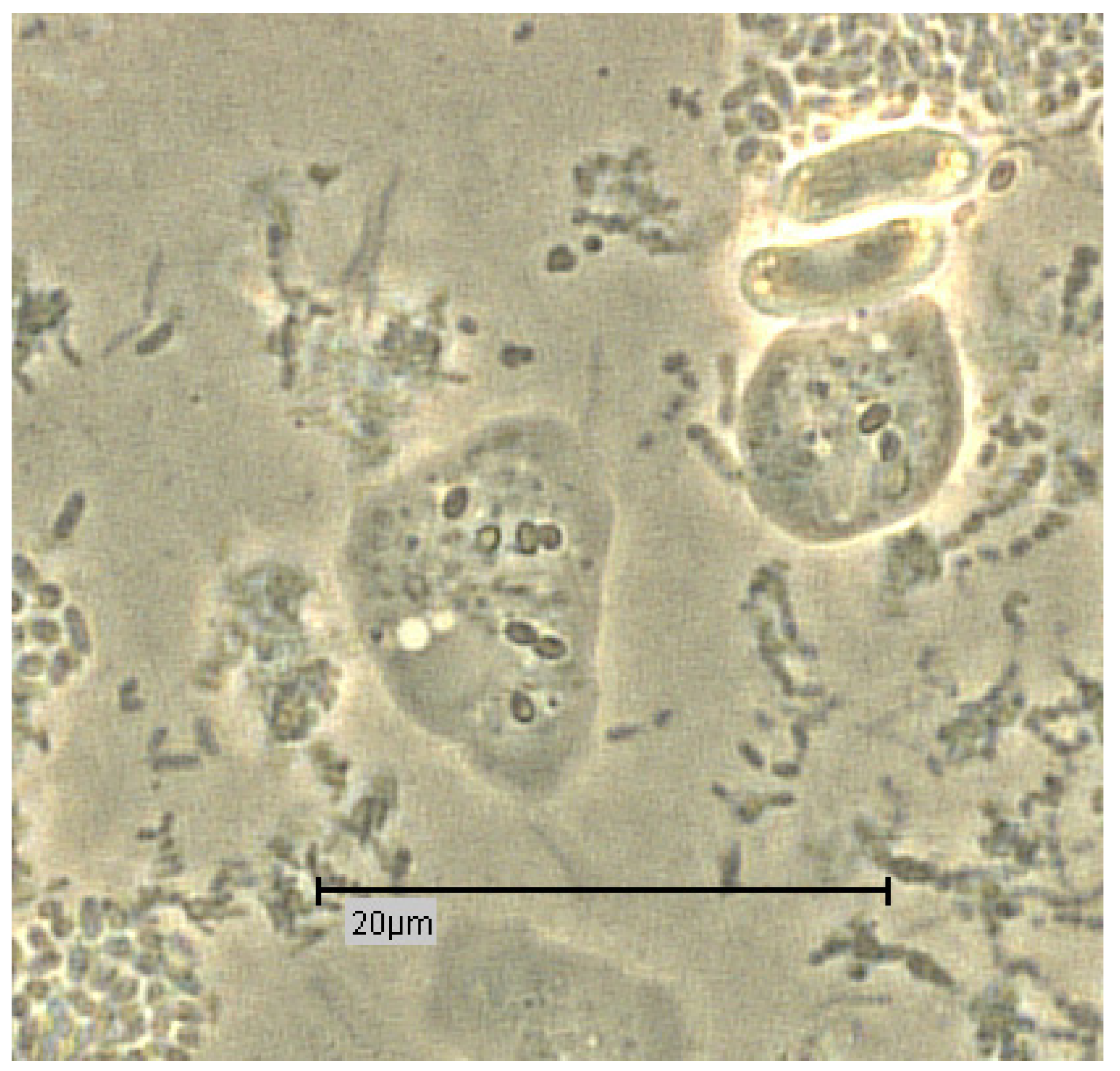 Proceedings 02 00692 g006