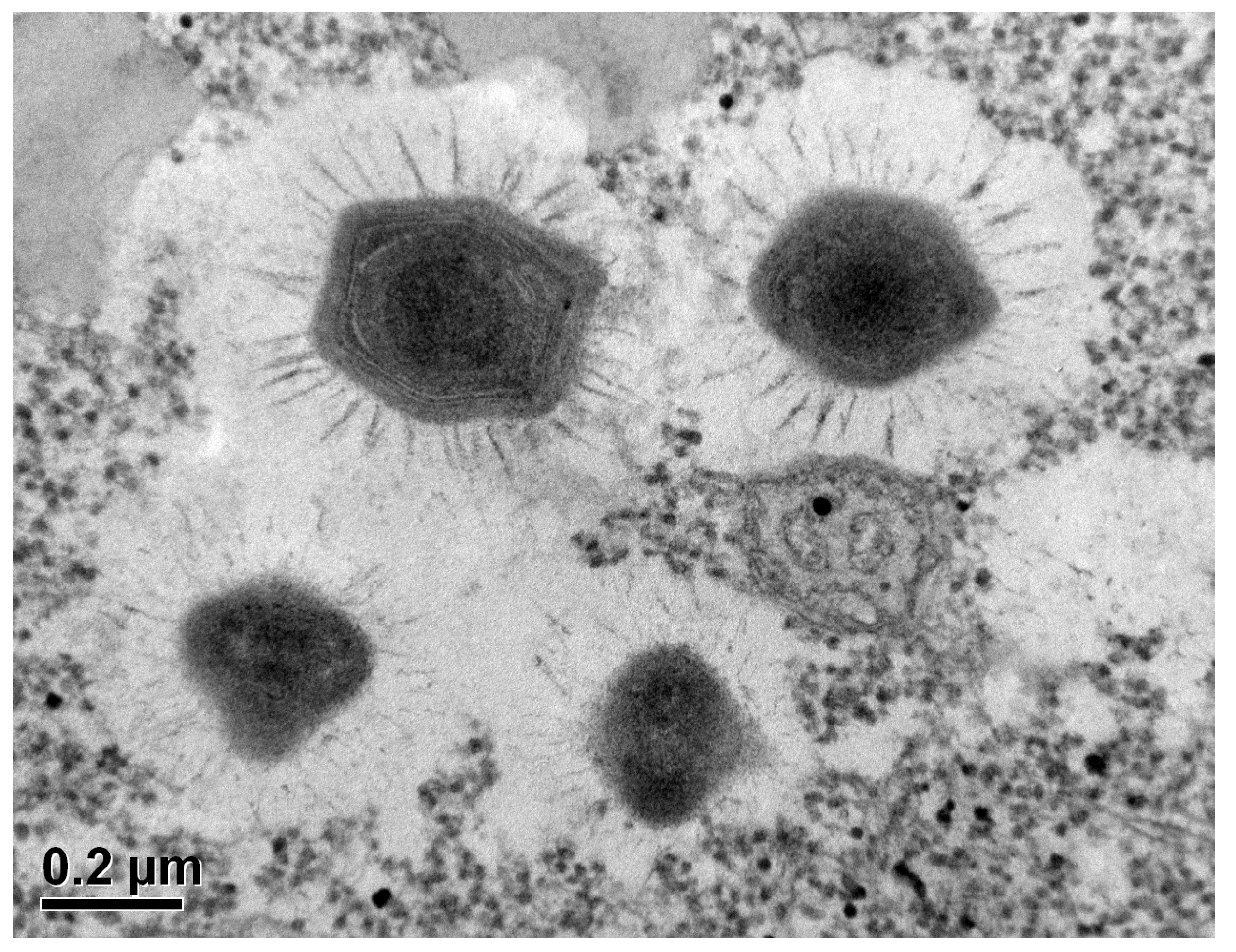 Proceedings 02 00692 g008