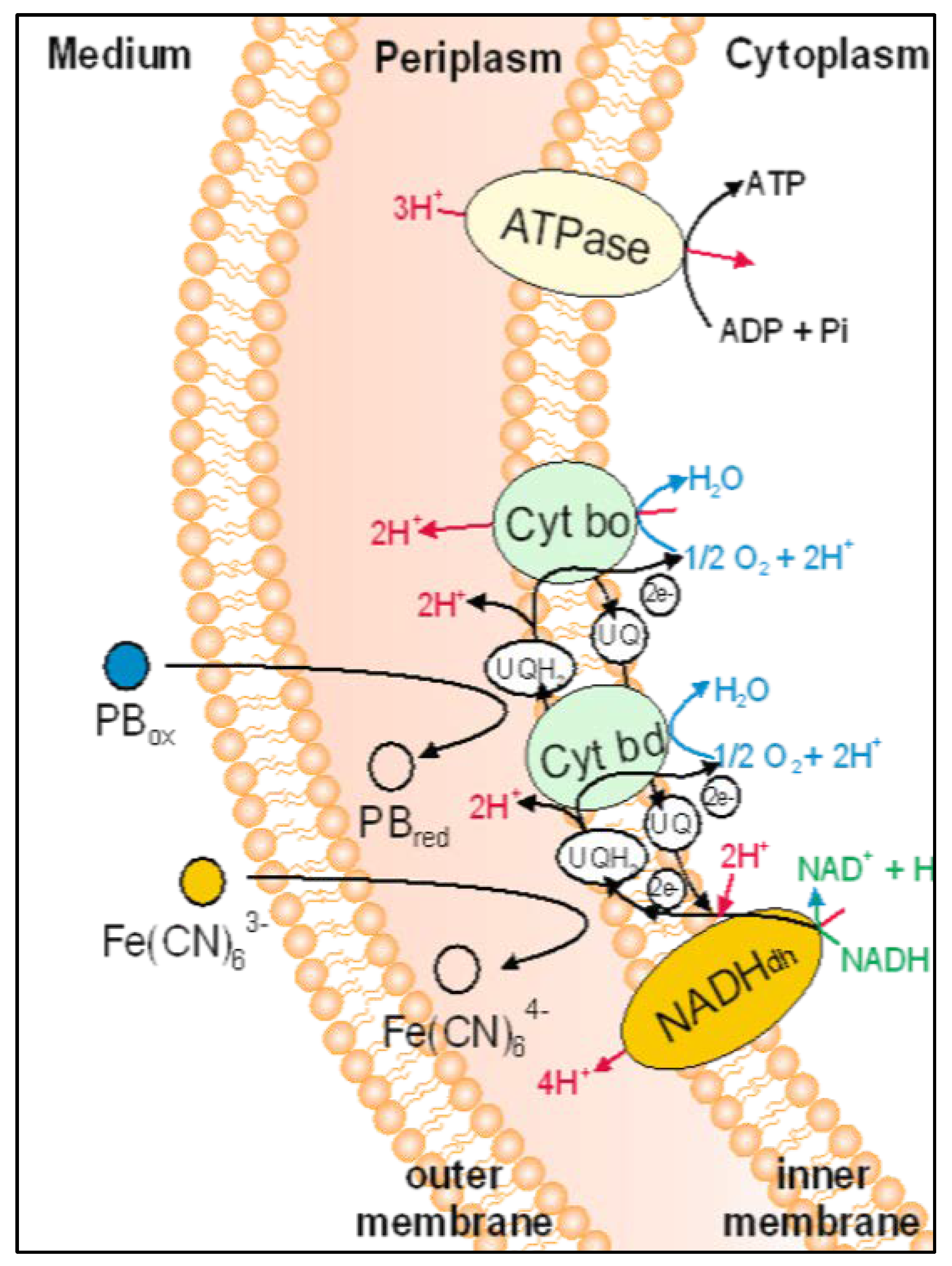 Proceedings 02 00916 g001