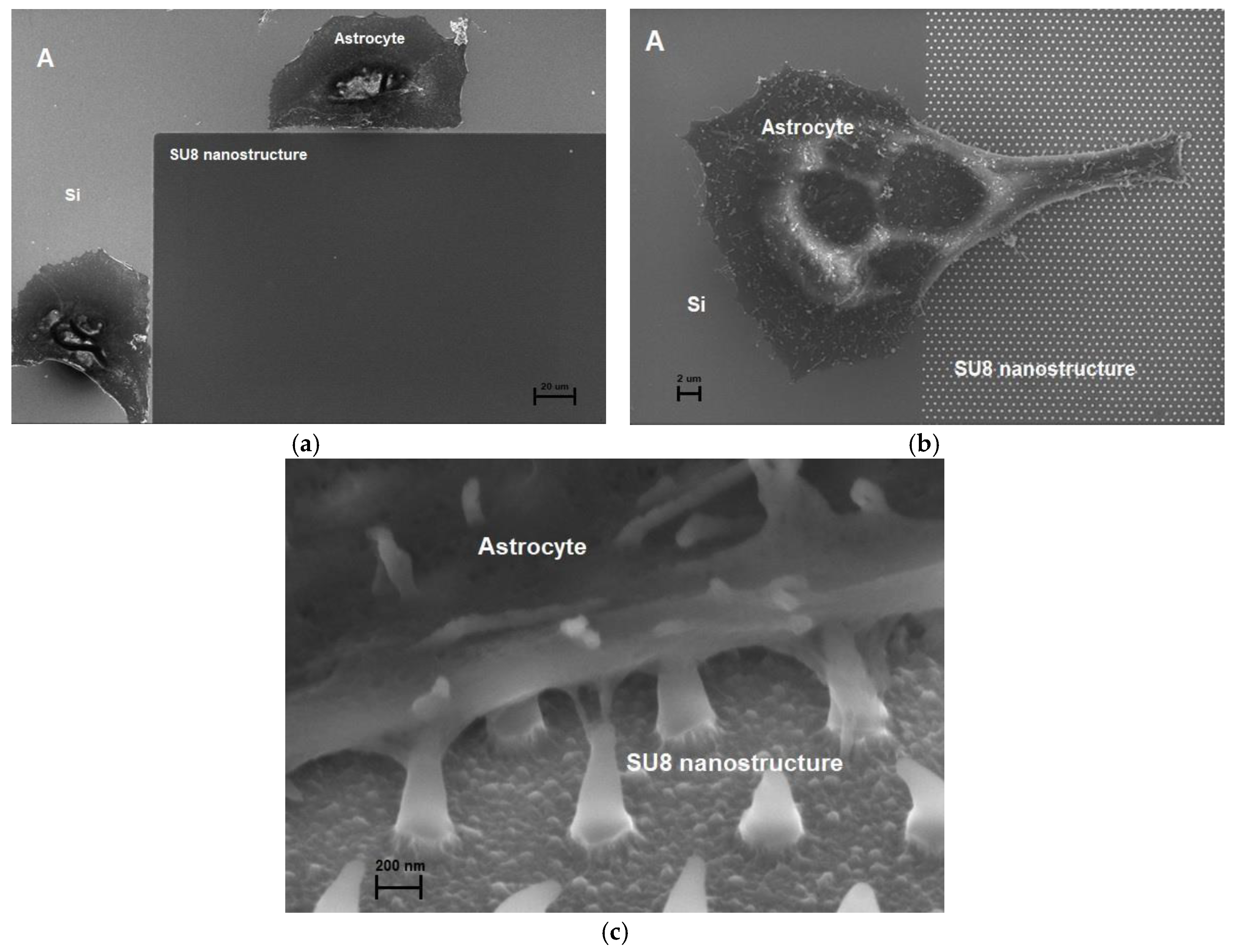 Proceedings 02 01016 g003