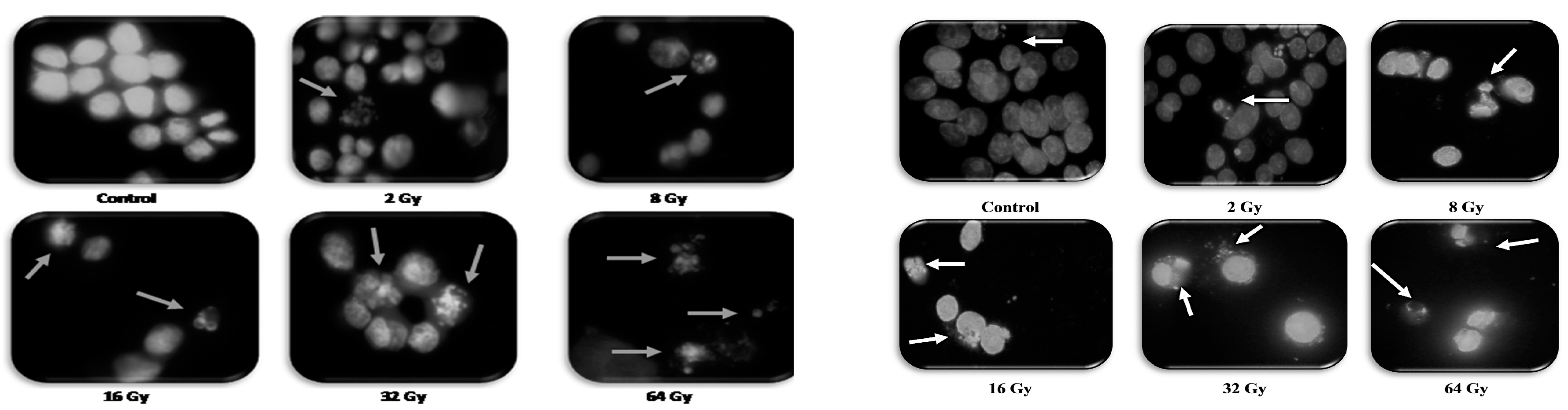 Proceedings 02 01531 g002