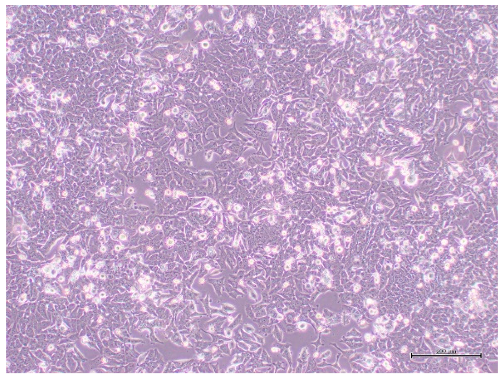 Proceedings 02 01565 g001