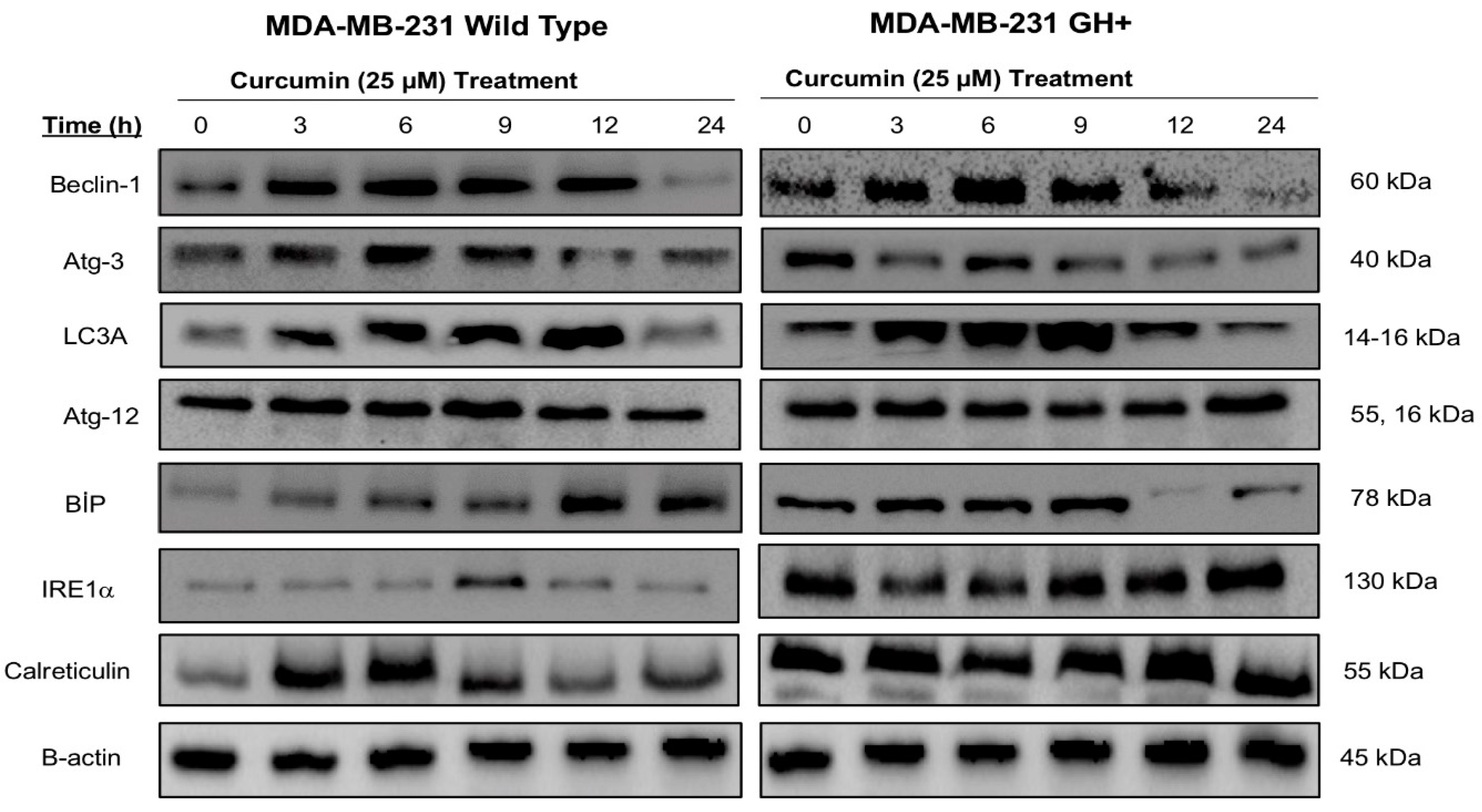 Proceedings 02 01569 g002