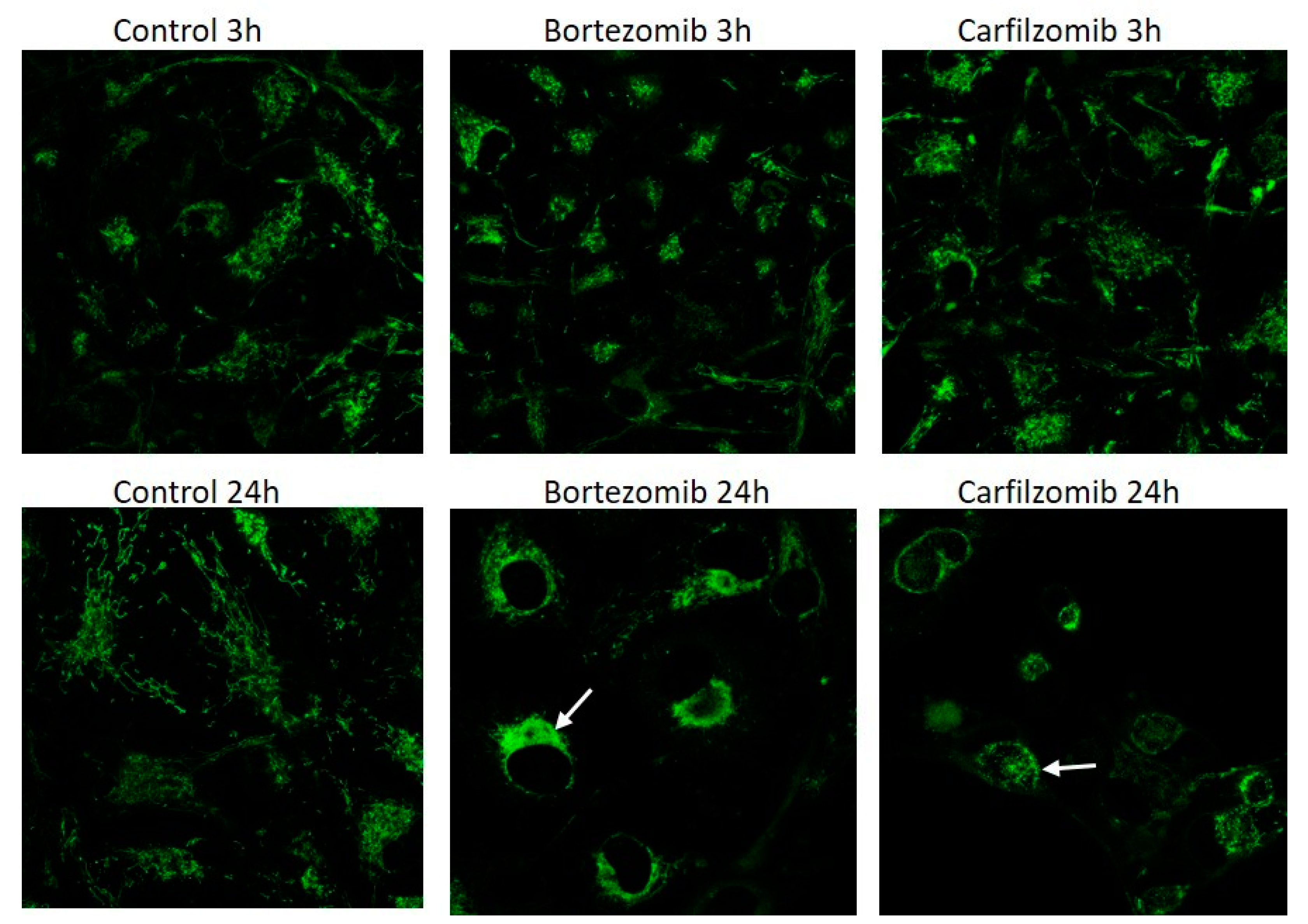 Proceedings 02 01583 g005 550