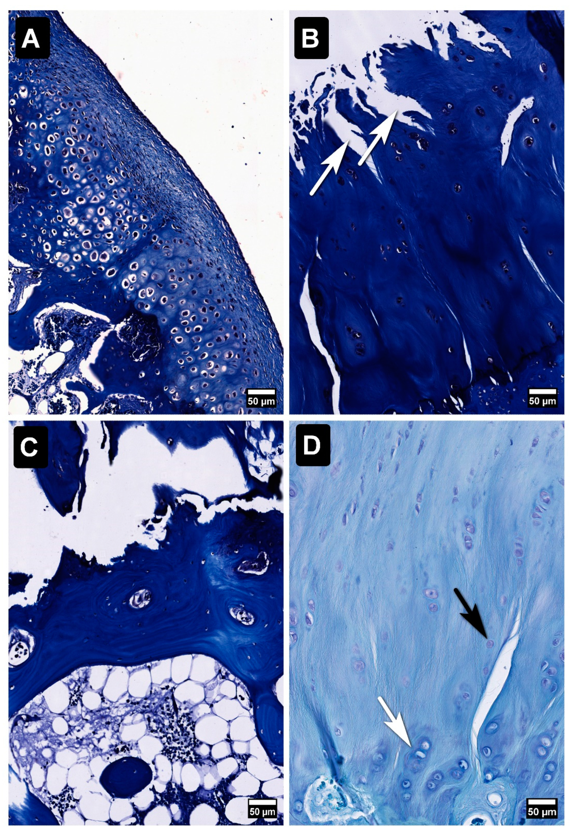 Proceedings 103 00038 g001