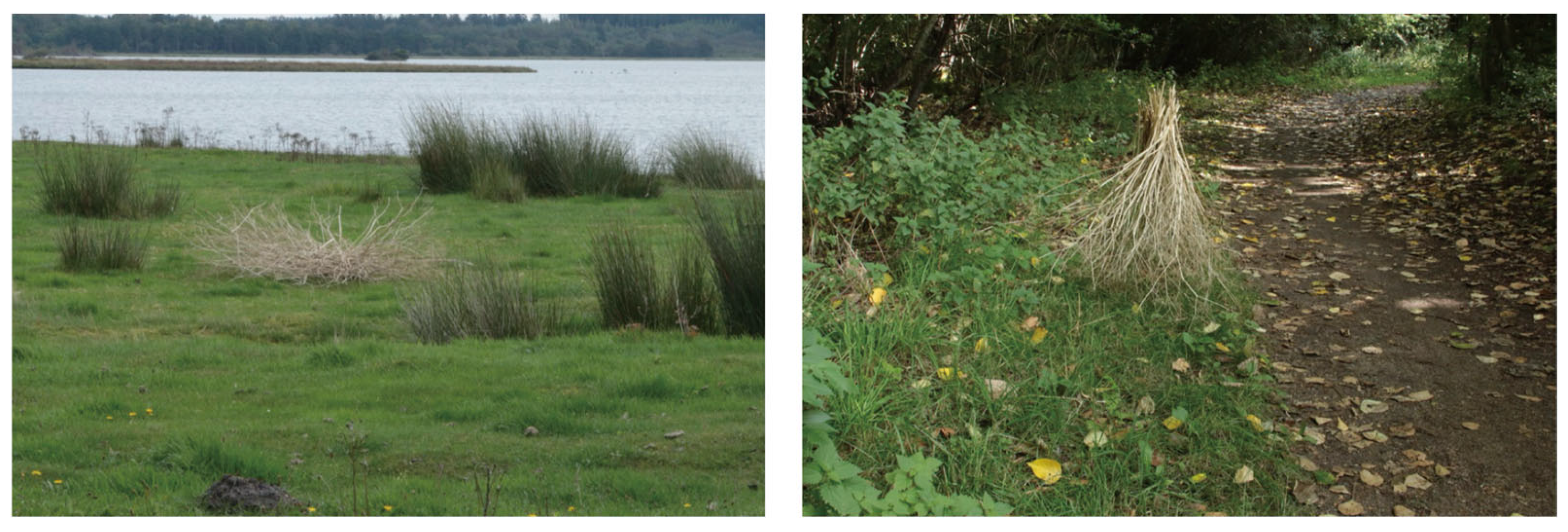 Proceedings 126 00019 g010