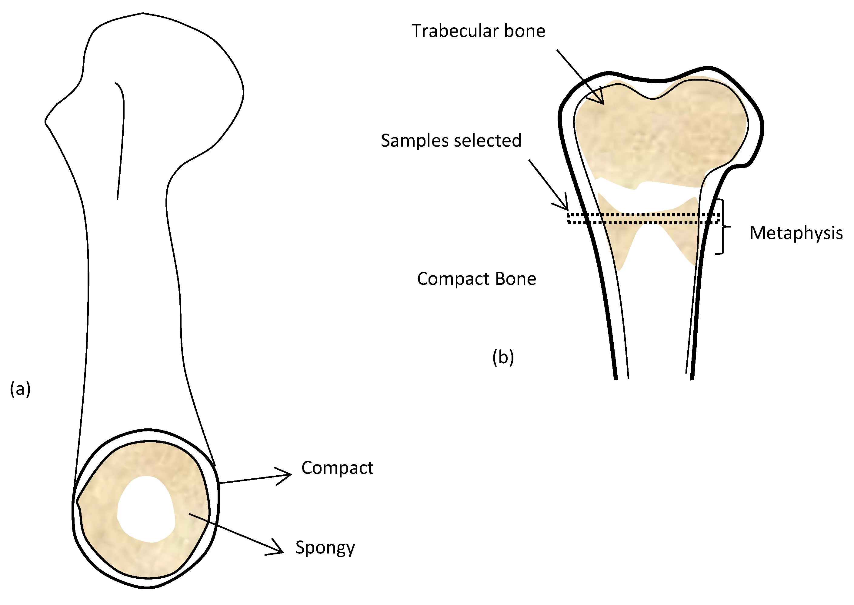Proceedings 27 00036 g001