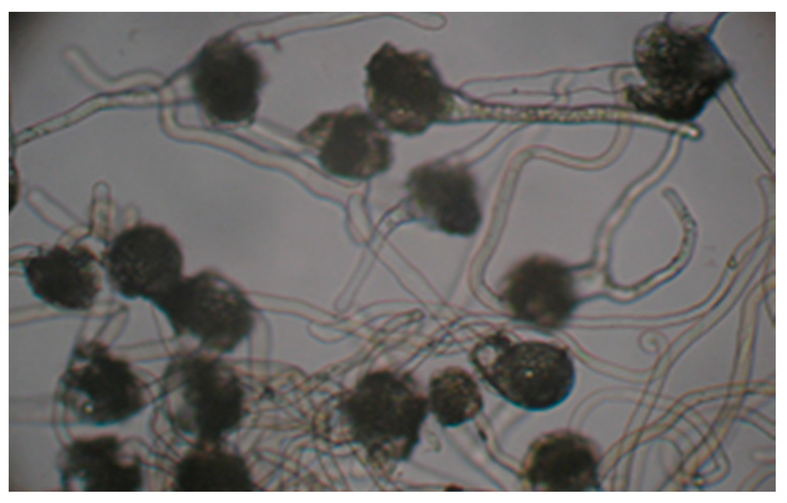 Proceedings 29 00025 g003