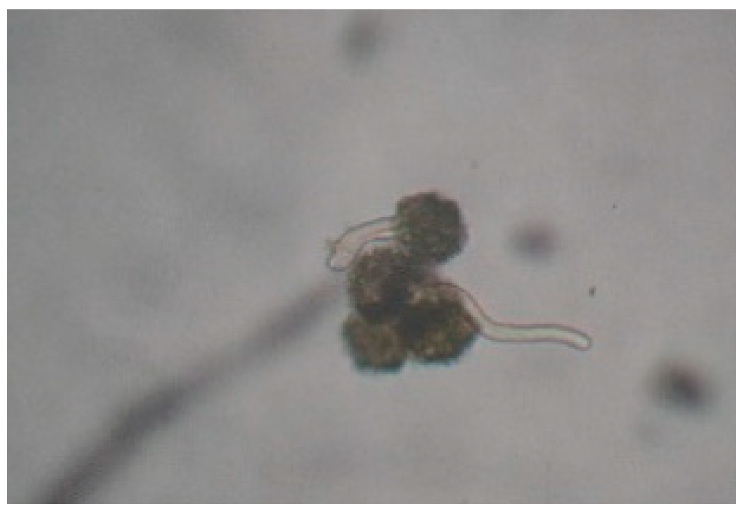 Proceedings 29 00025 g004