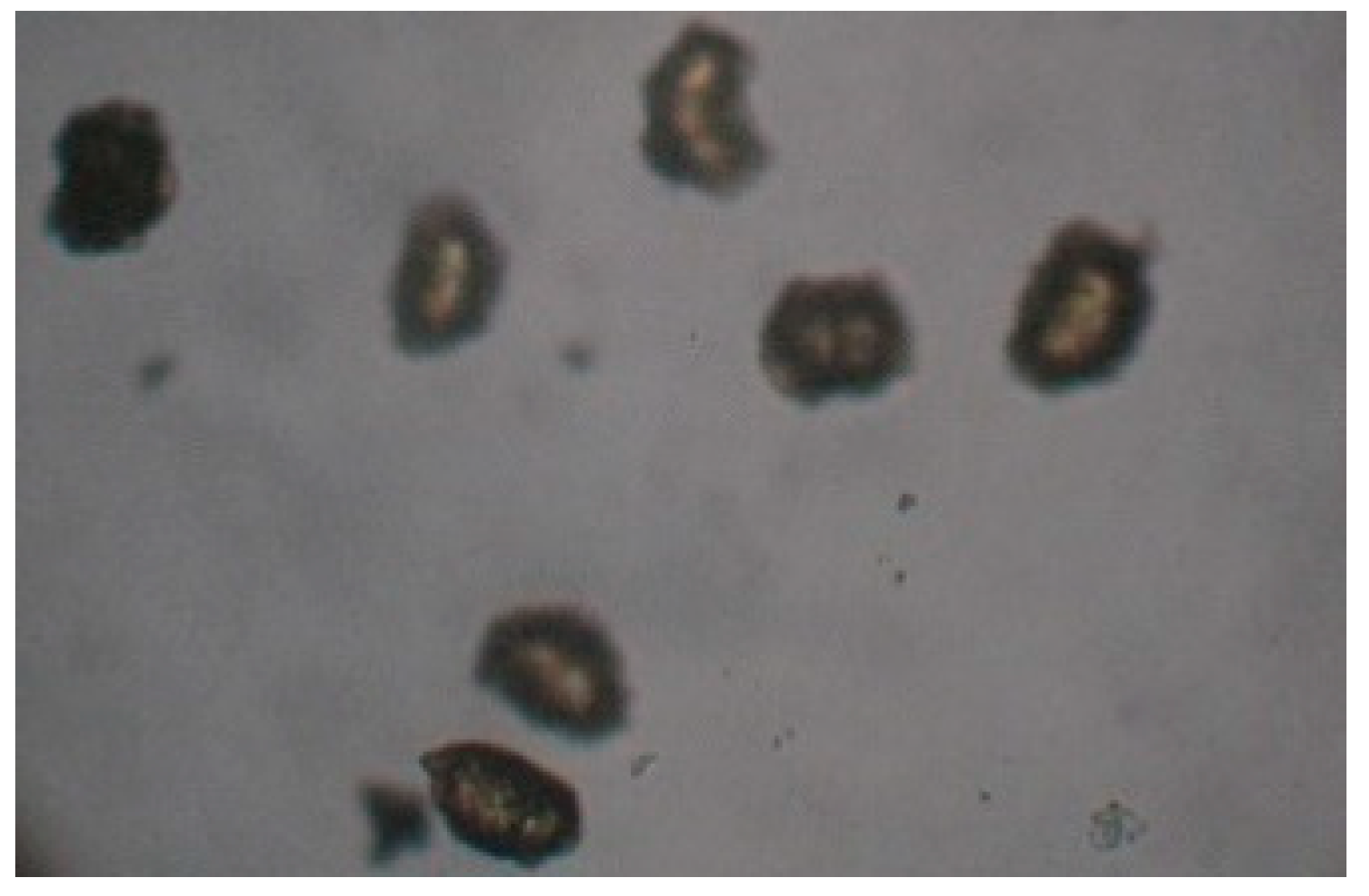 Proceedings 29 00025 g005