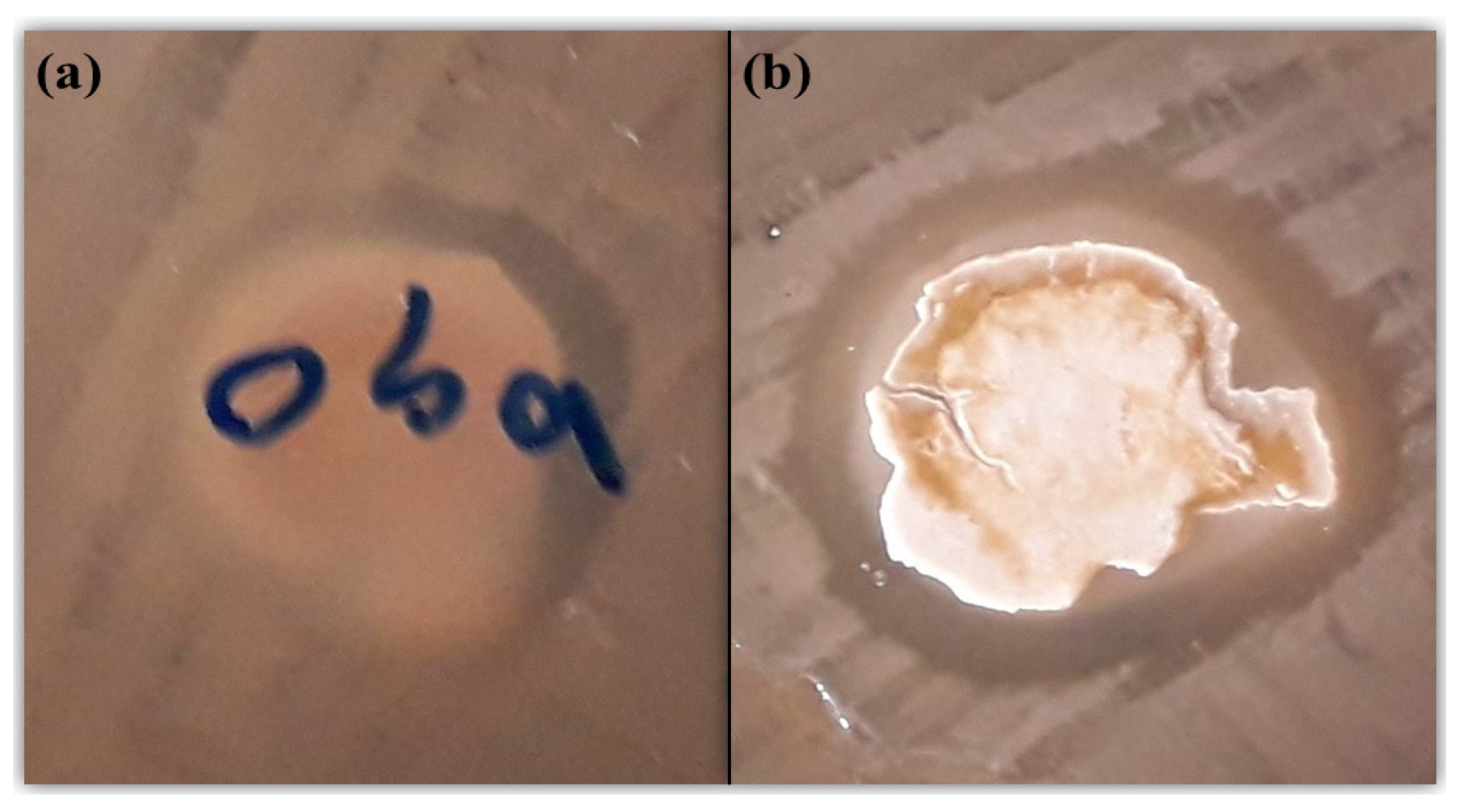 Proceedings 41 00031 g005