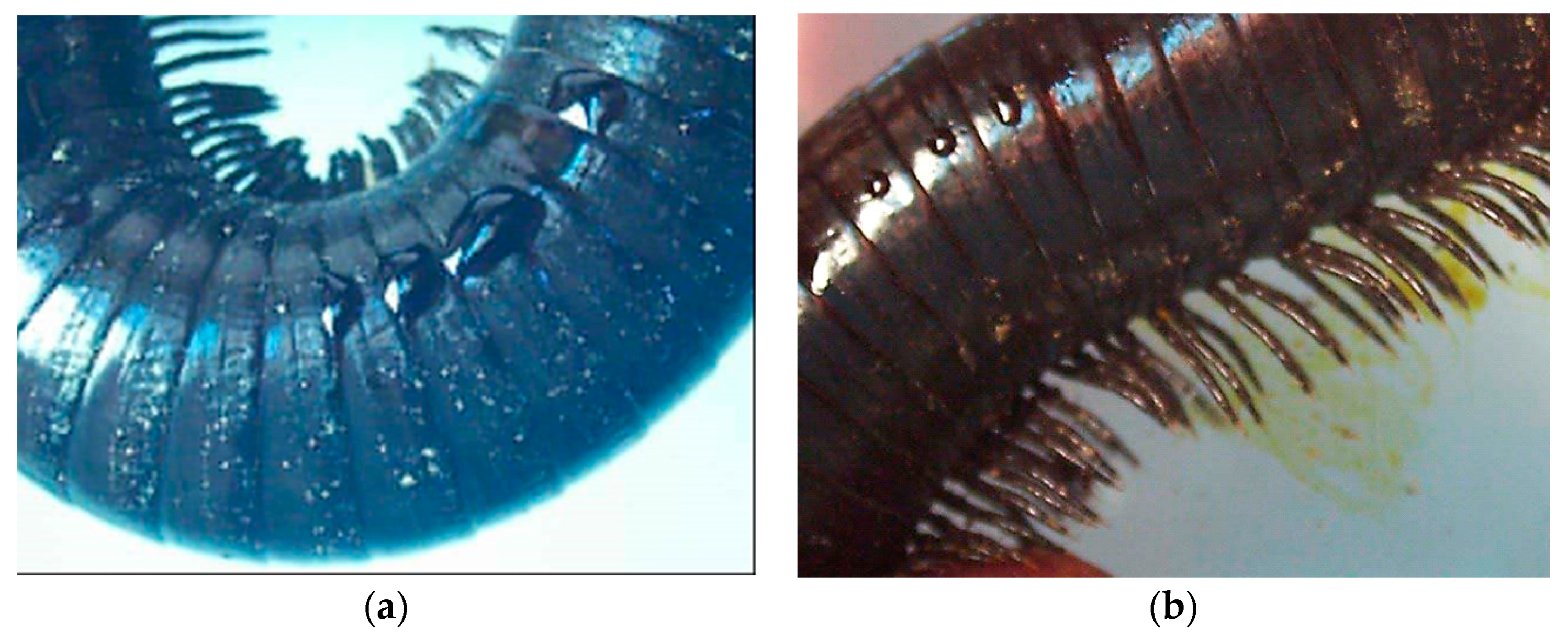 Proceedings 41 00073 g001