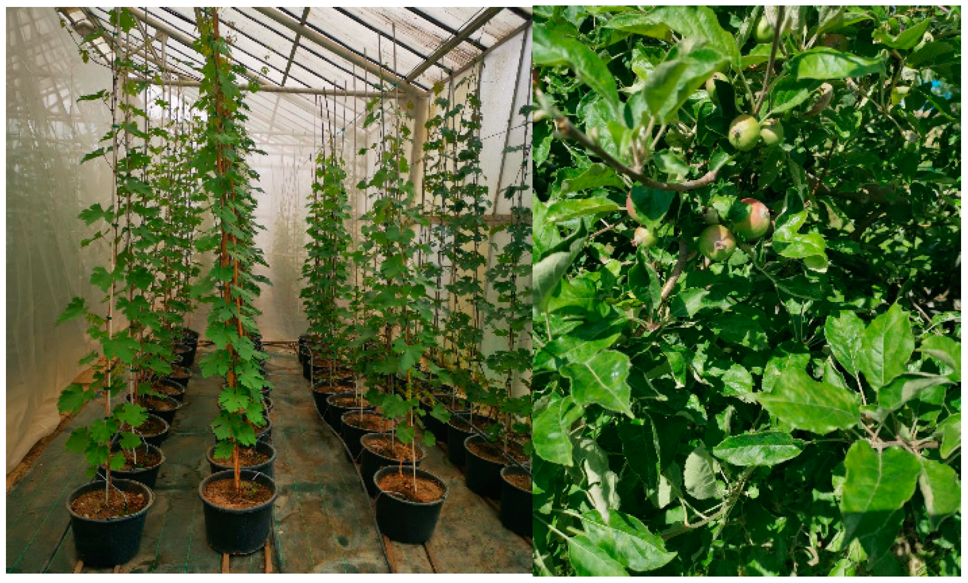 Proceedings 57 00054 g001