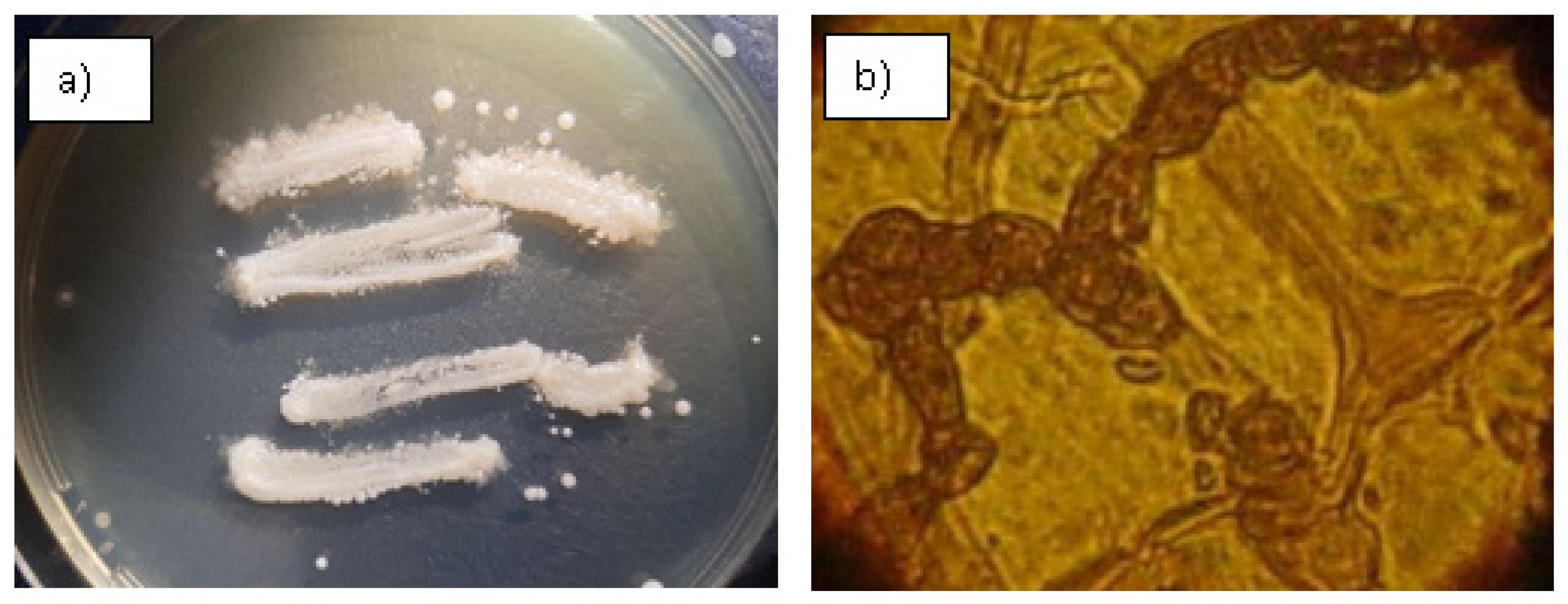 Proceedings 57 00063 g001 550