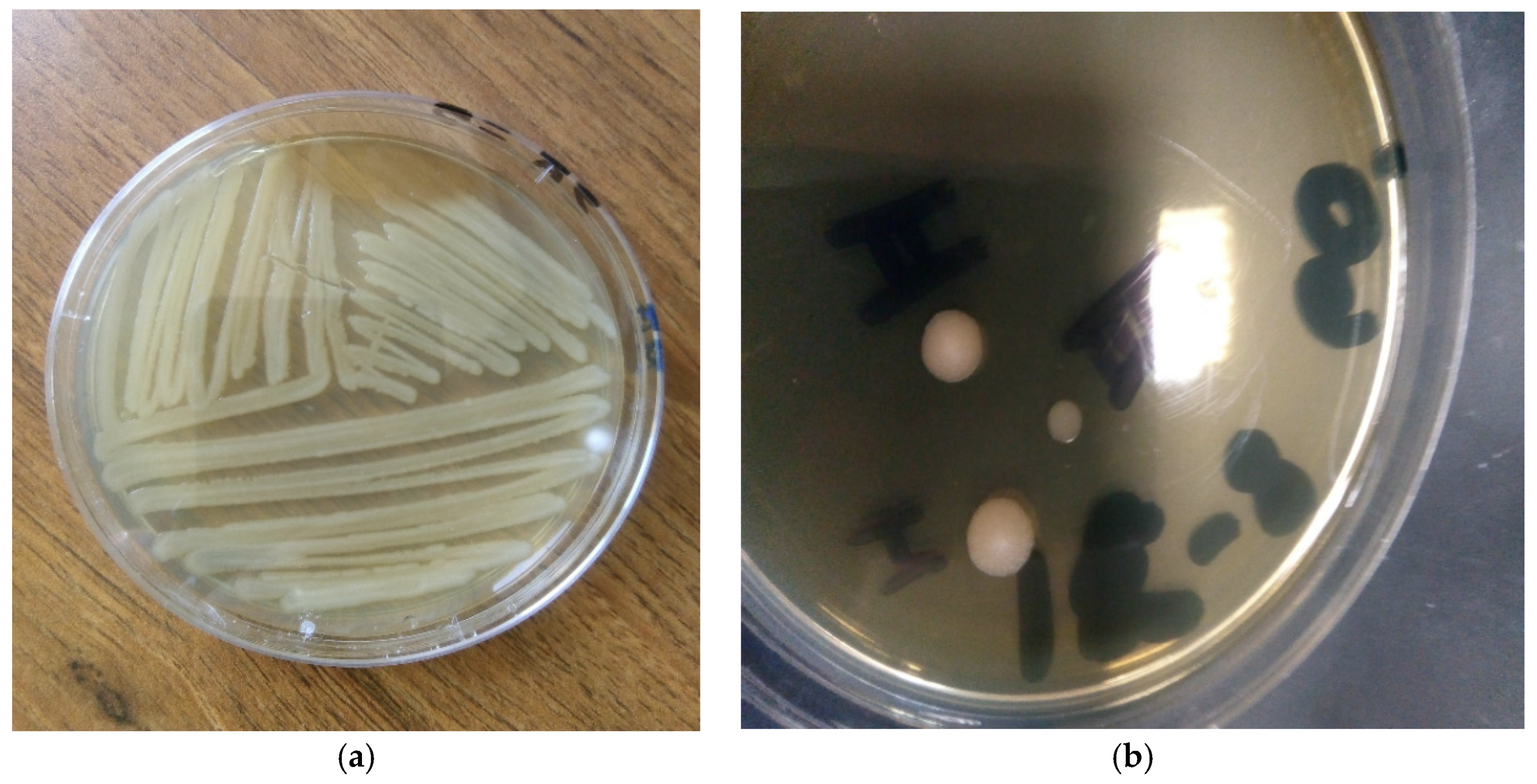 Proceedings 69 00005 g001