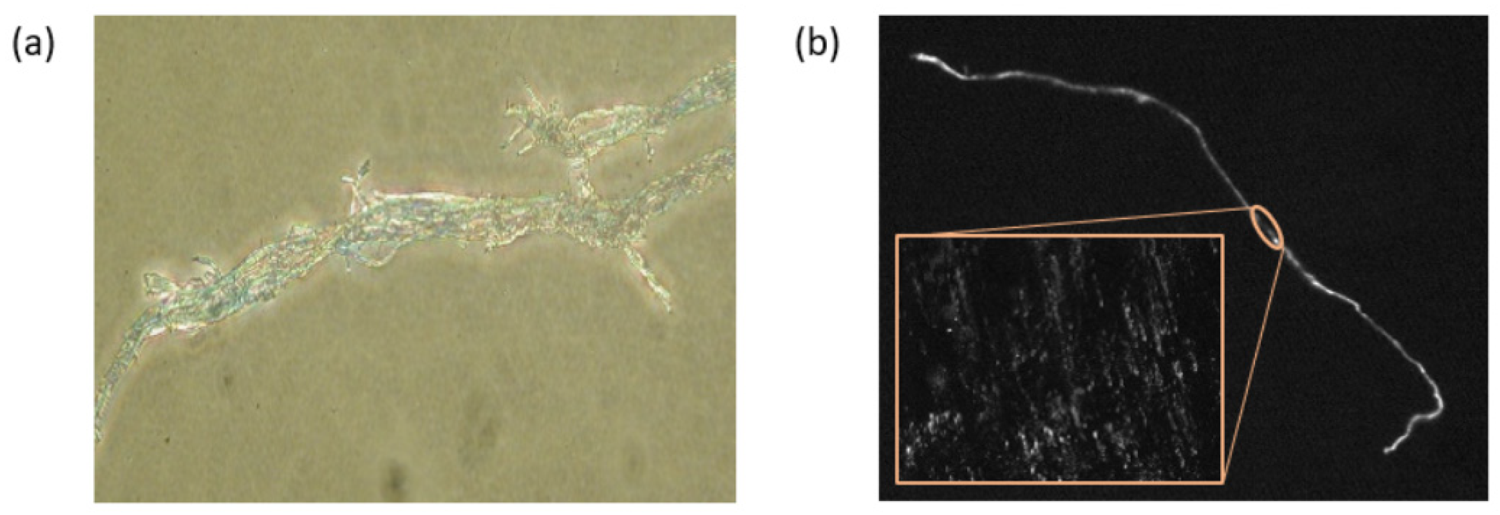 Proceedings 69 00032 g006 550