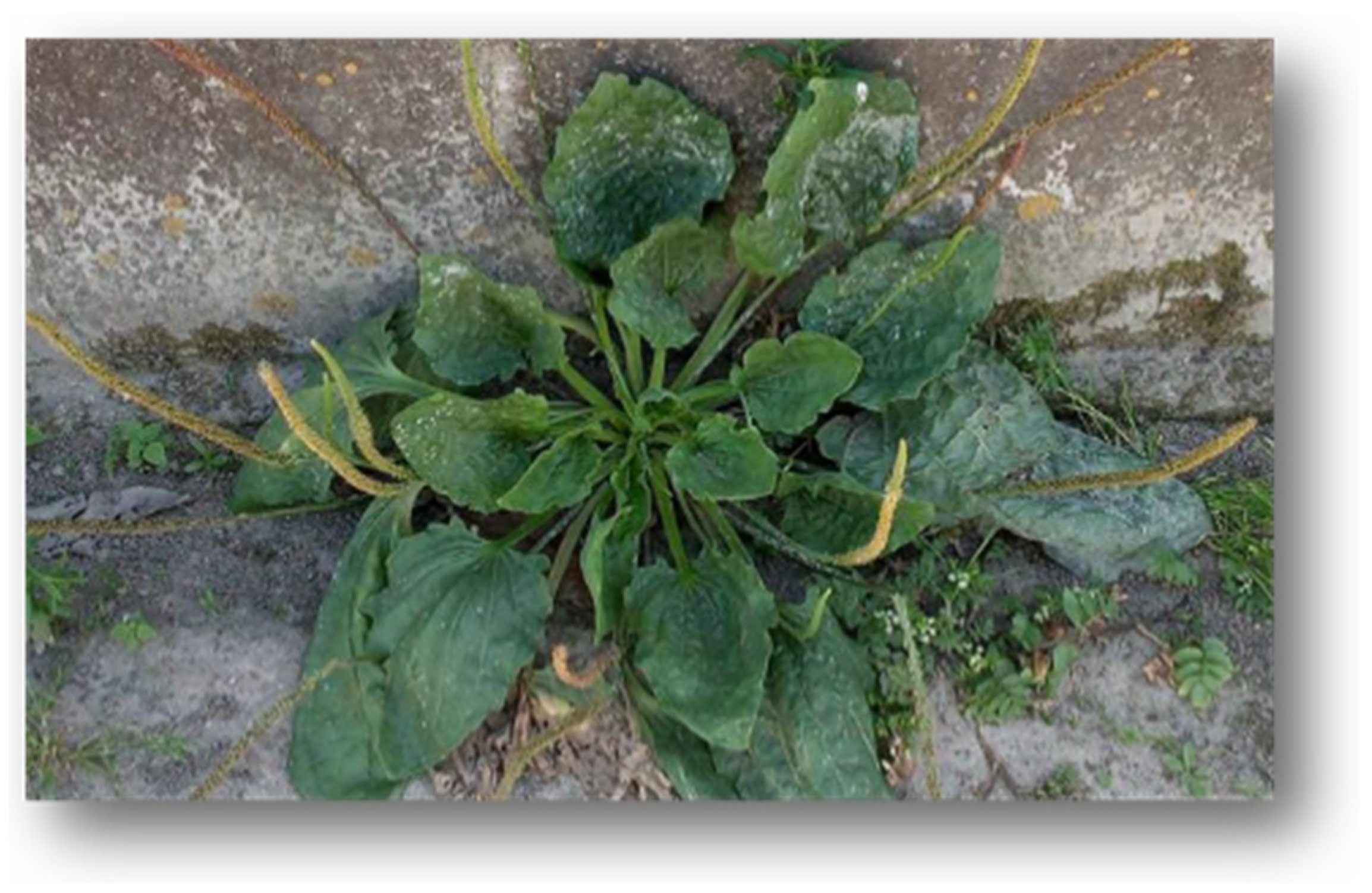 Proceedings 70 00094 g001 550