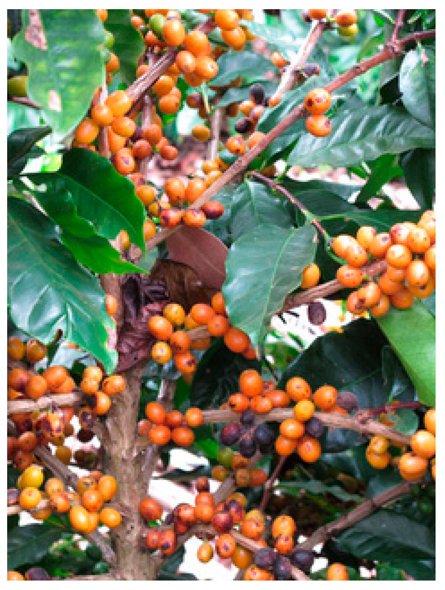 Proceedings 89 00011 g001