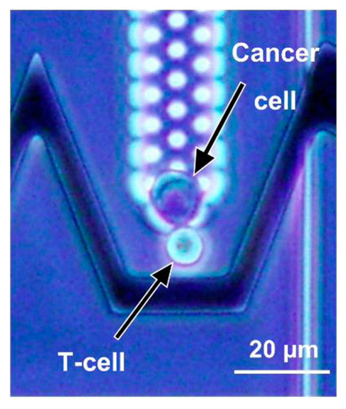 Proceedings 97 00189 g002