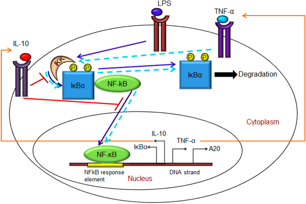 Recombinant Human IL-4 Protein 204-IL-010: R&D Systems