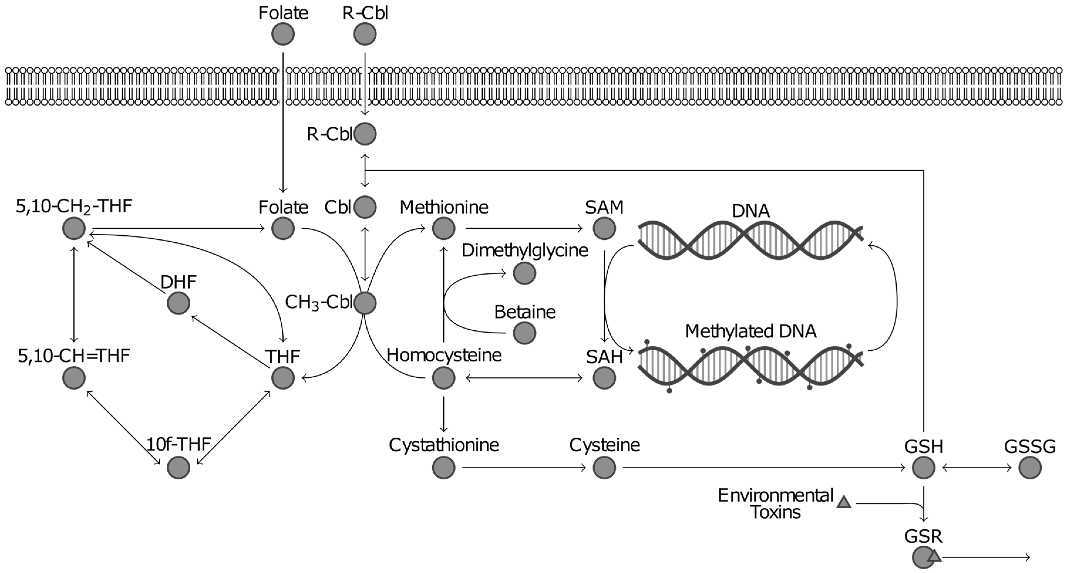 Processes 05 00036 g002 550