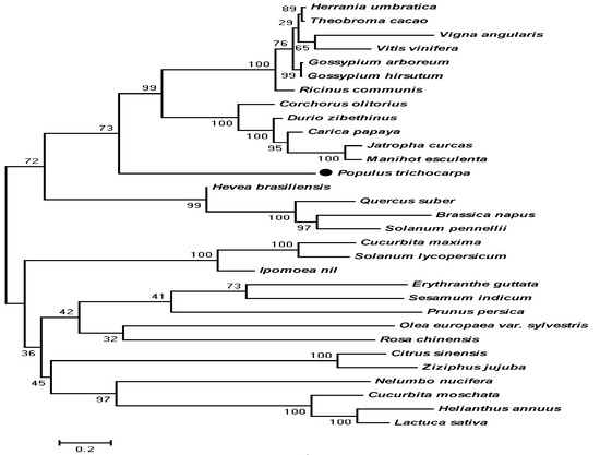 P4l Tree Characterization, Expression Profiling, and Functional Analyses of a ...