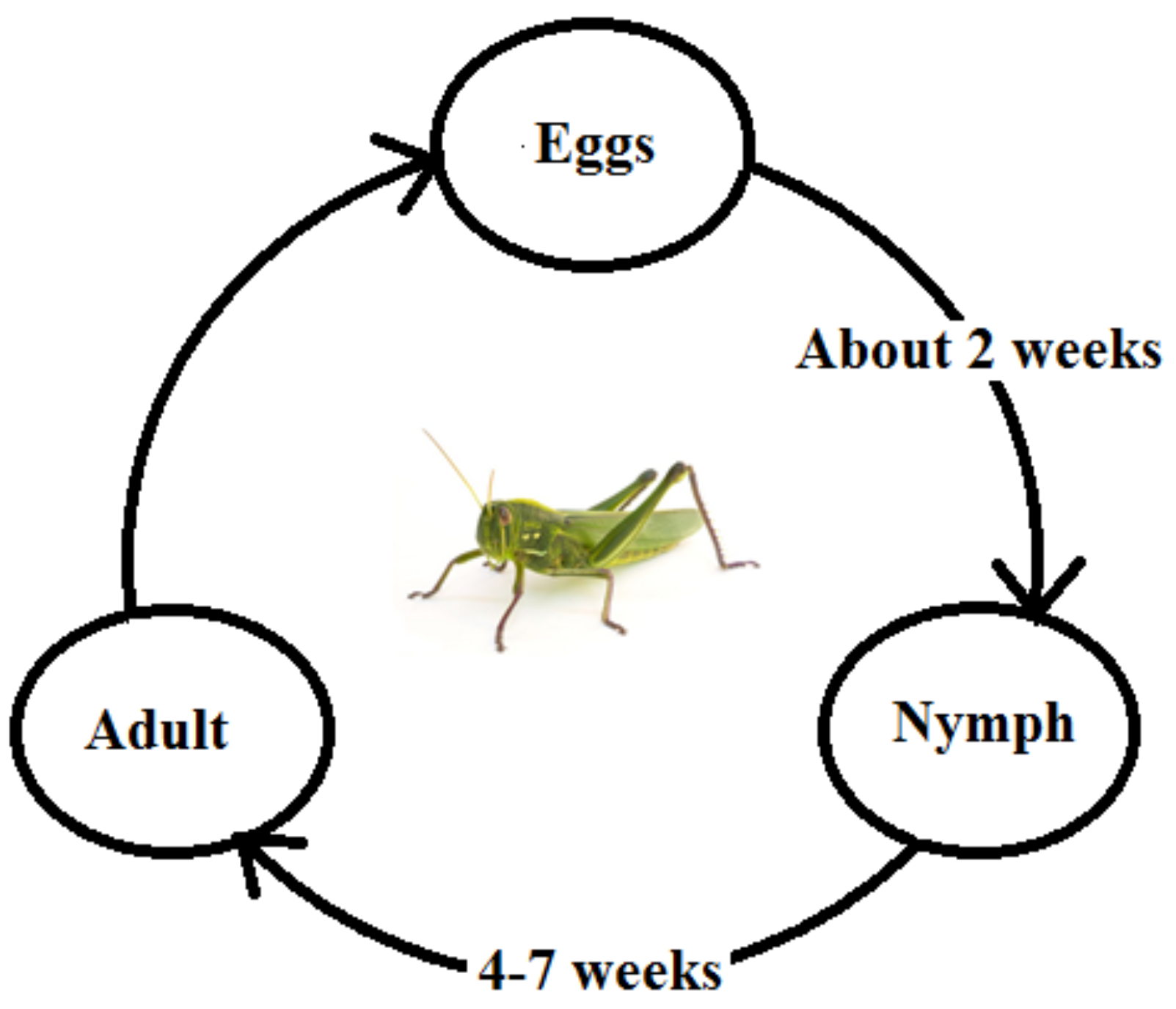 Processes 07 00142 g004