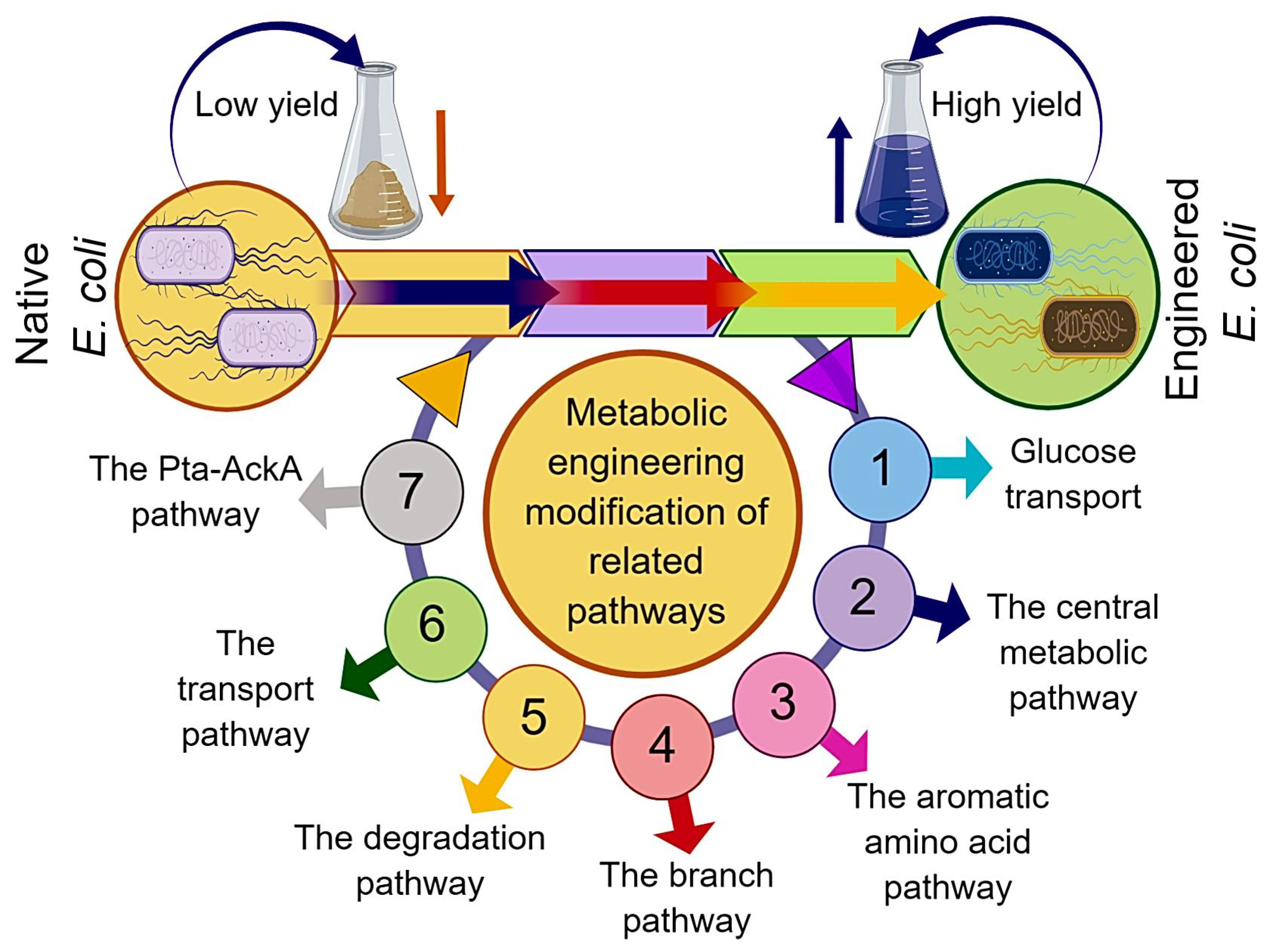 new research on metabolism