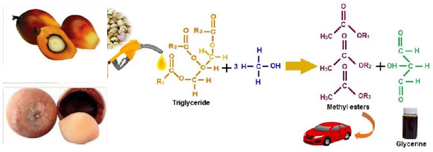 Processes Free Full Text The Performance And Exhaust Emissions Of A Diesel Engine Fuelled With Calophyllum Inophyllum Palm Biodiesel Html