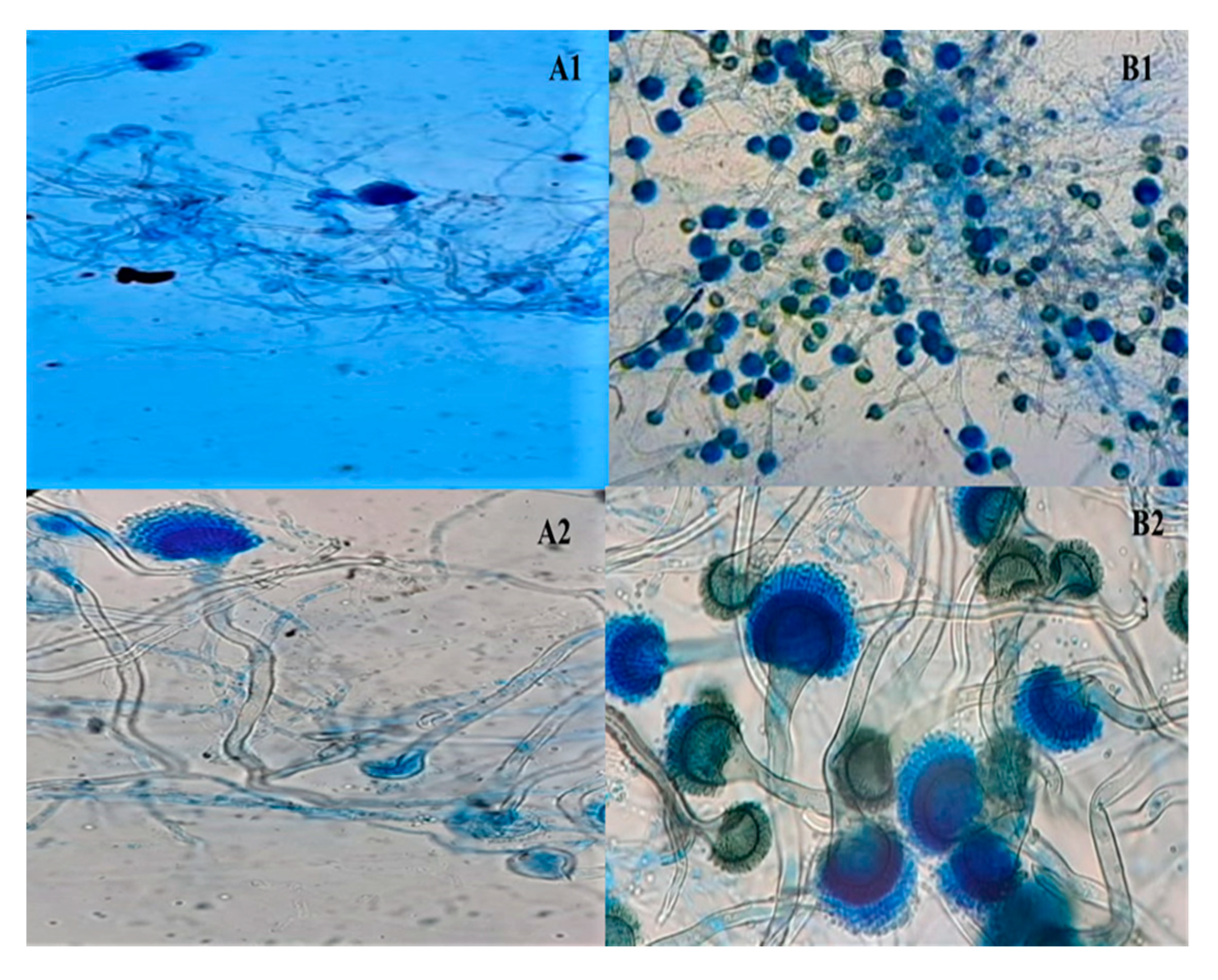 Processes 08 00468 g008