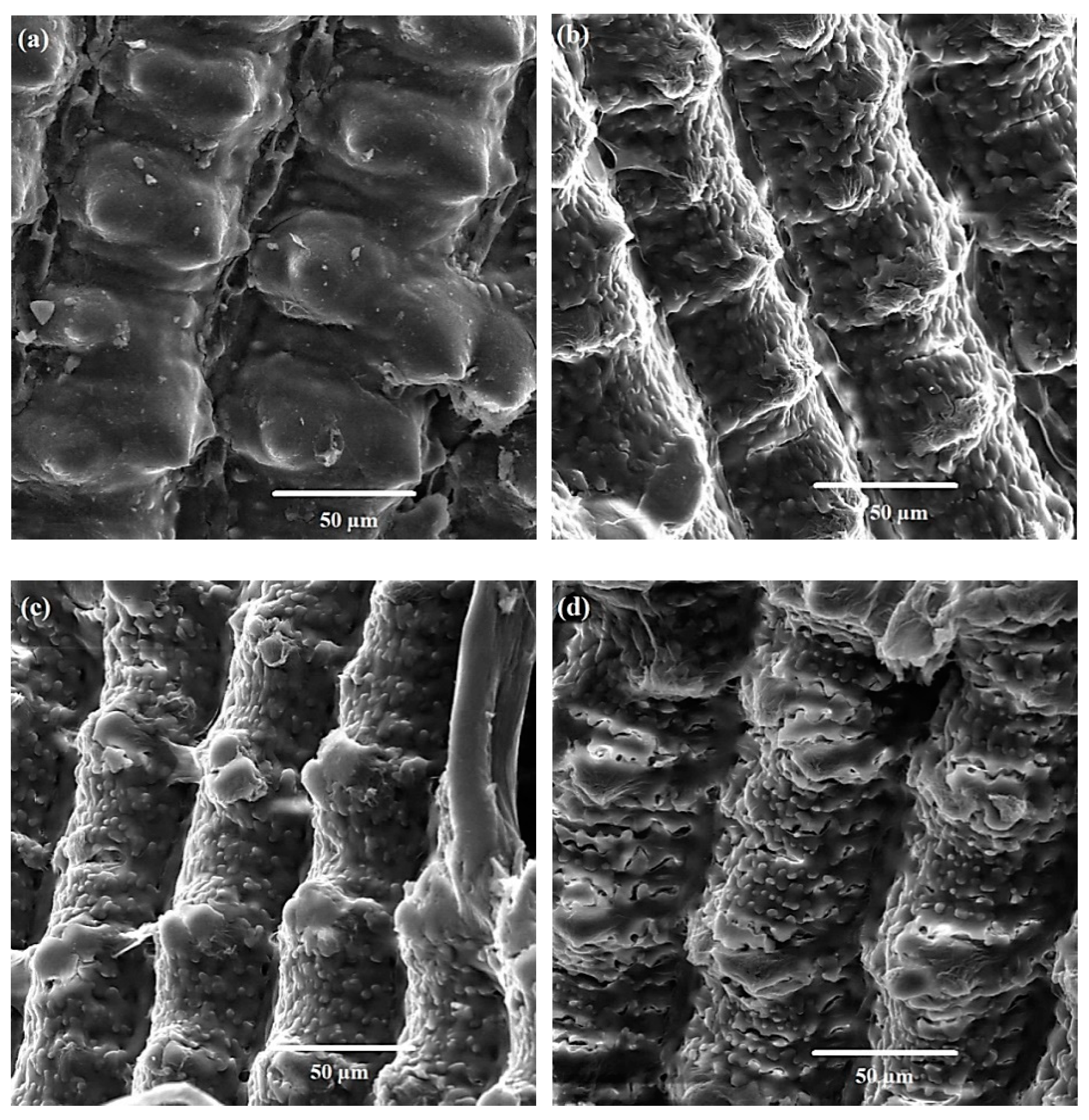 Processes 08 00653 g006