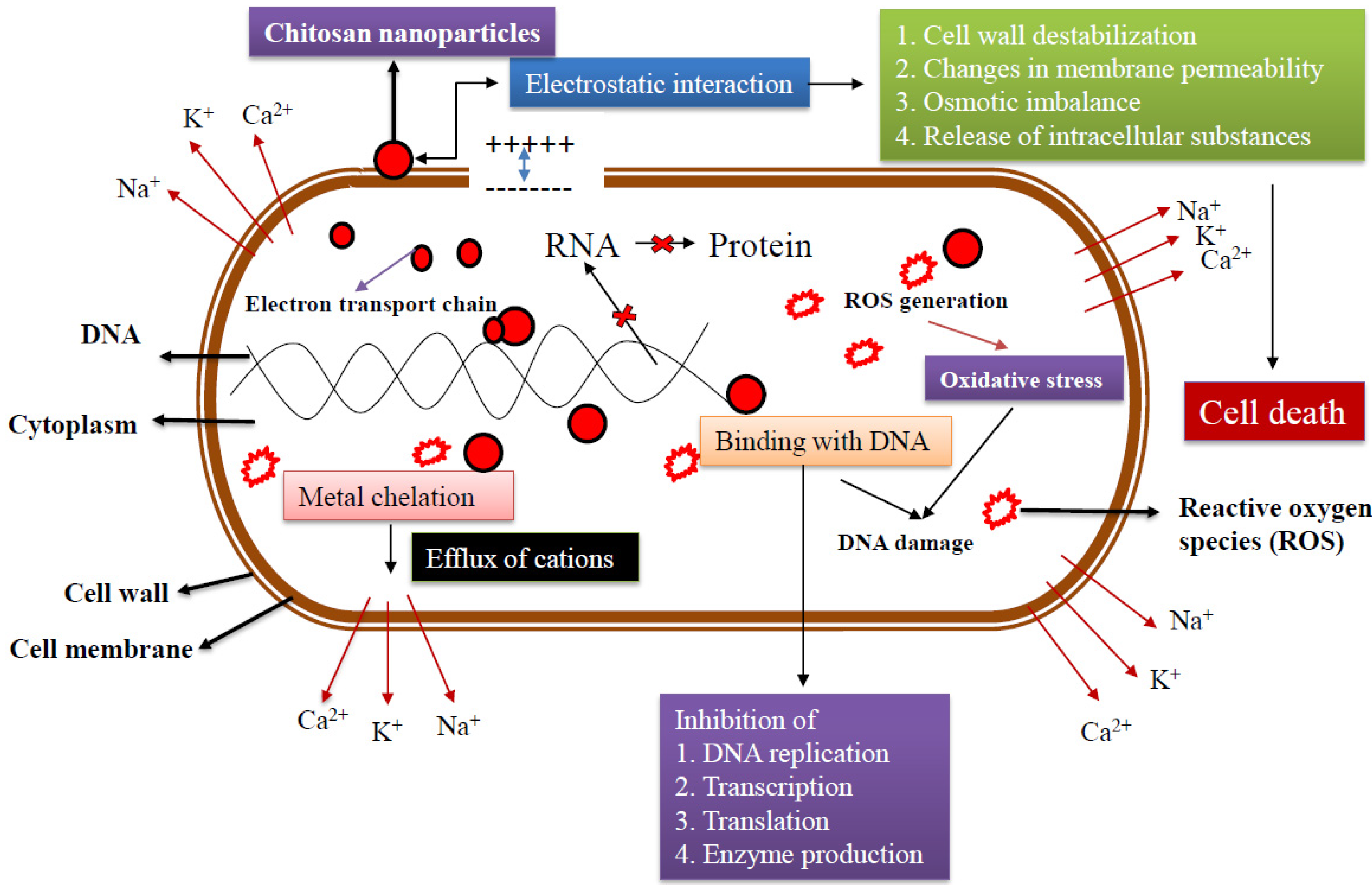  Antibacterial of Chitosan