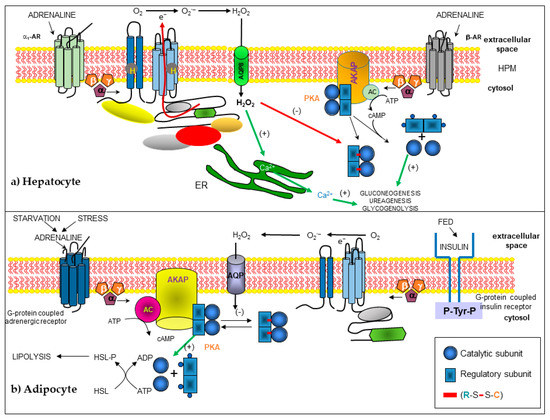 Regulation of Metabolic Processes by Hydrogen Peroxide Generated