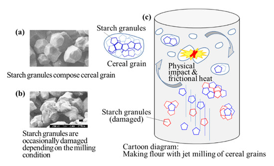 Development of “New” Bread and Cheese
