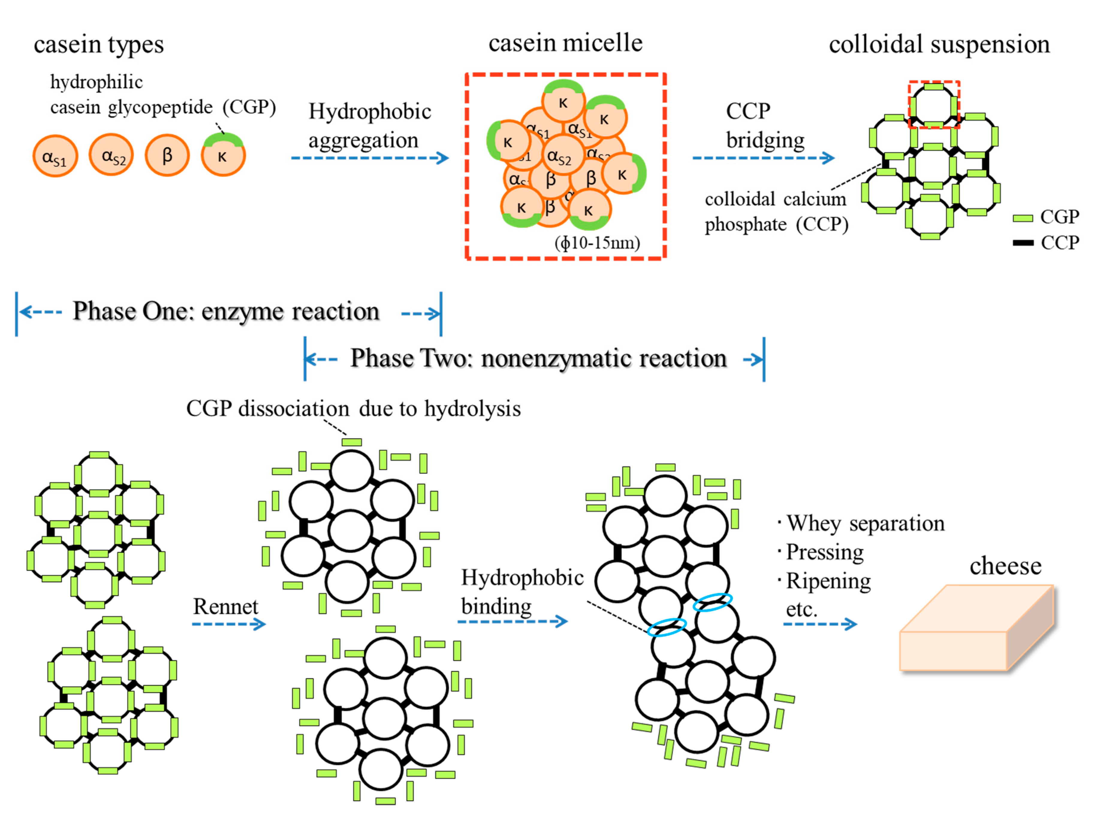 Processes Free FullText Development of “New” Bread and Cheese