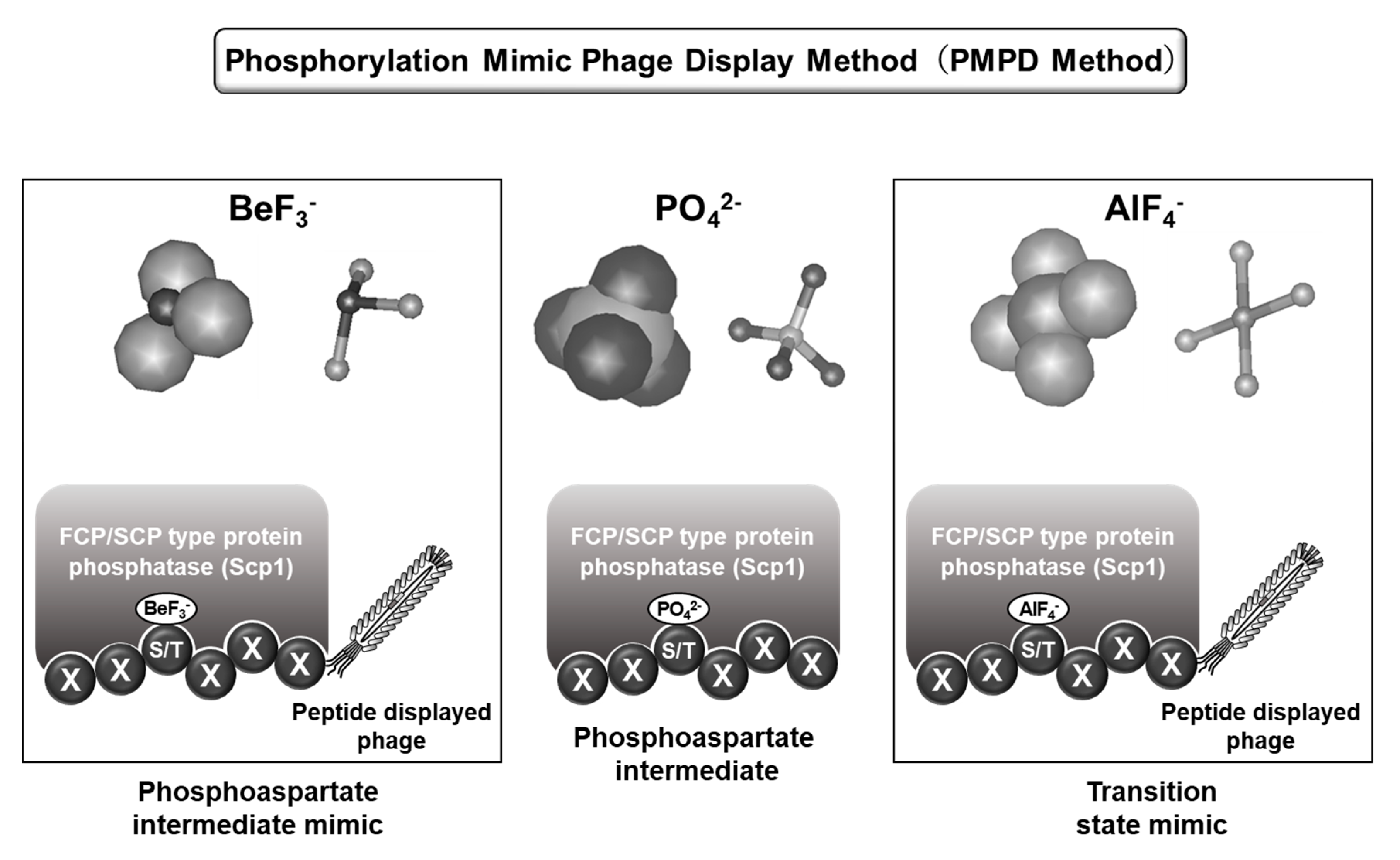 Processes Free Full Text Methods For Identification Of Substrates Inhibitors Of Fcp Scp Type Protein Ser Thr Phosphatases Html