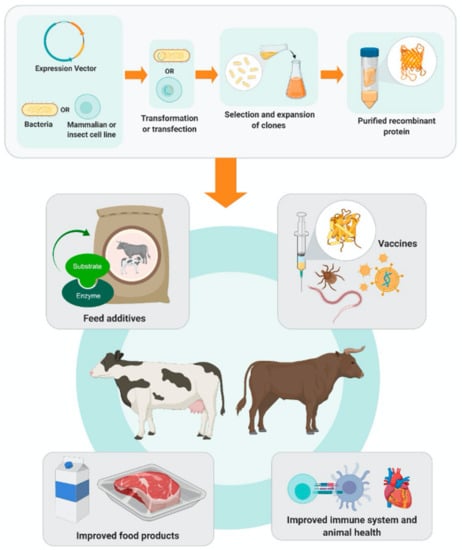 Processes | Free Full-Text | Recombinant Technologies to Improve Ruminant  Production Systems: The Past, Present and Future