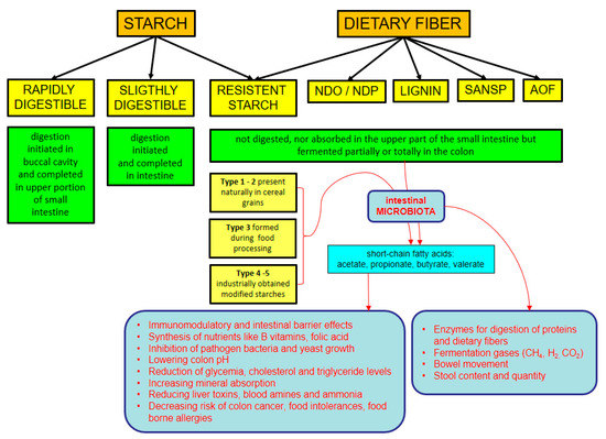 Starch: Definition, How it is Made, Importance, Uses, and Benefits -  Athletic Insight